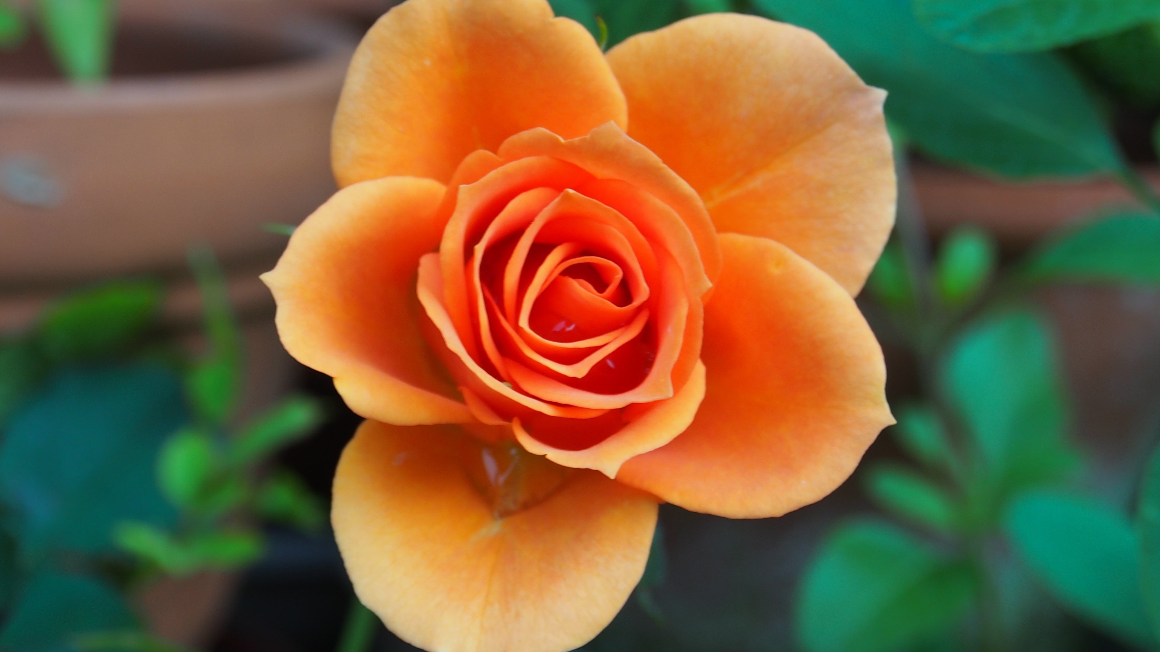 Orange Roses Desktop Wallpapers