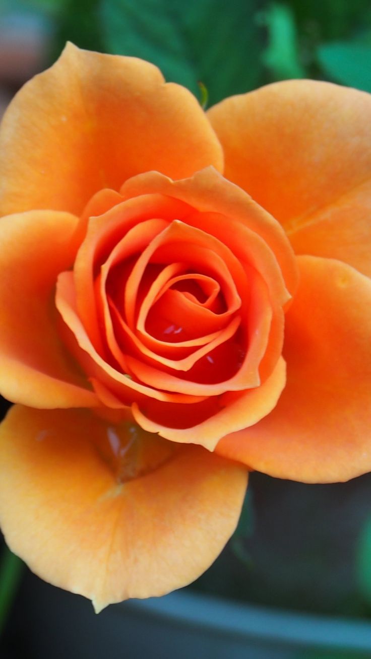 Orange Roses Desktop Wallpapers