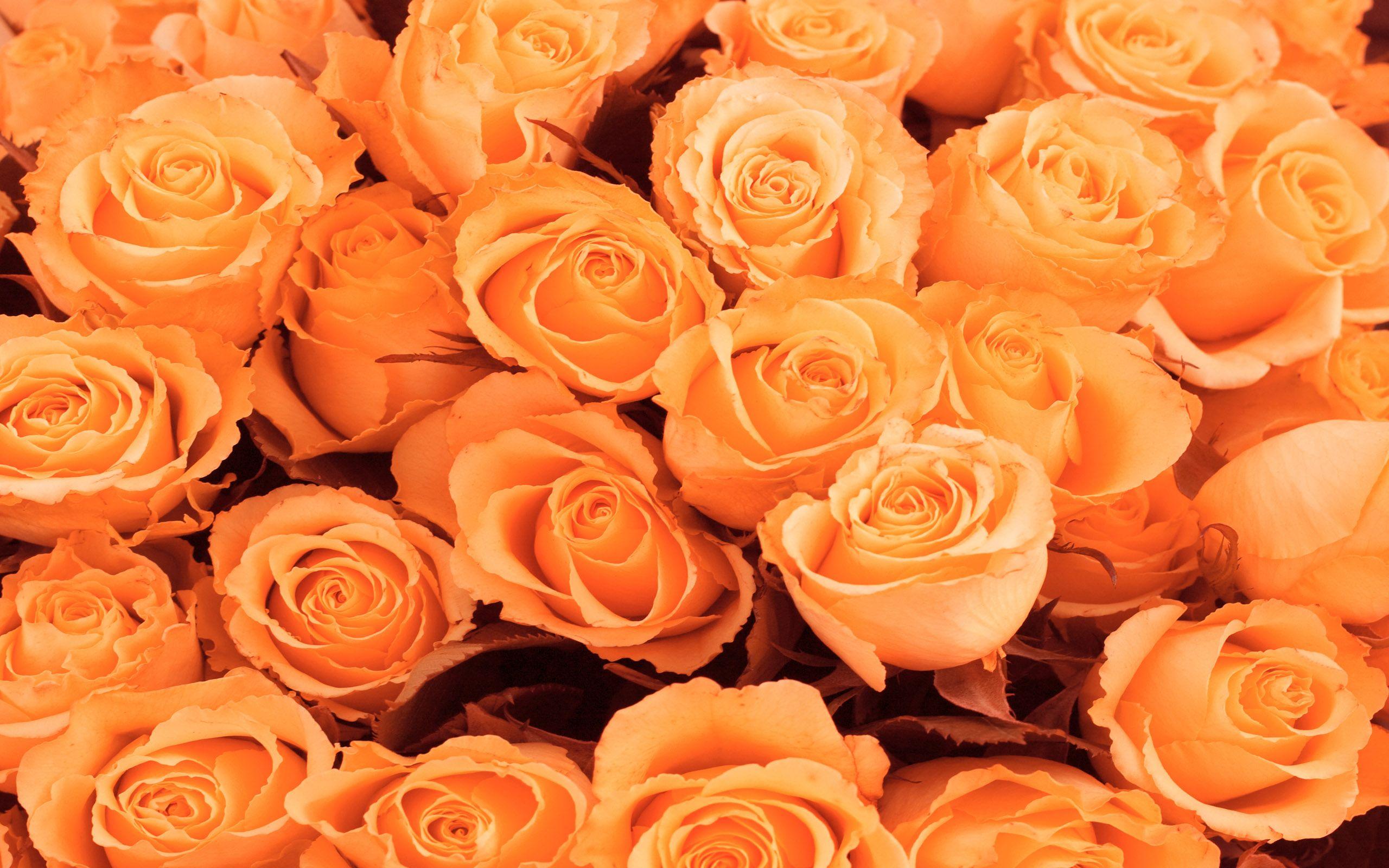 Orange Roses Desktop Wallpapers