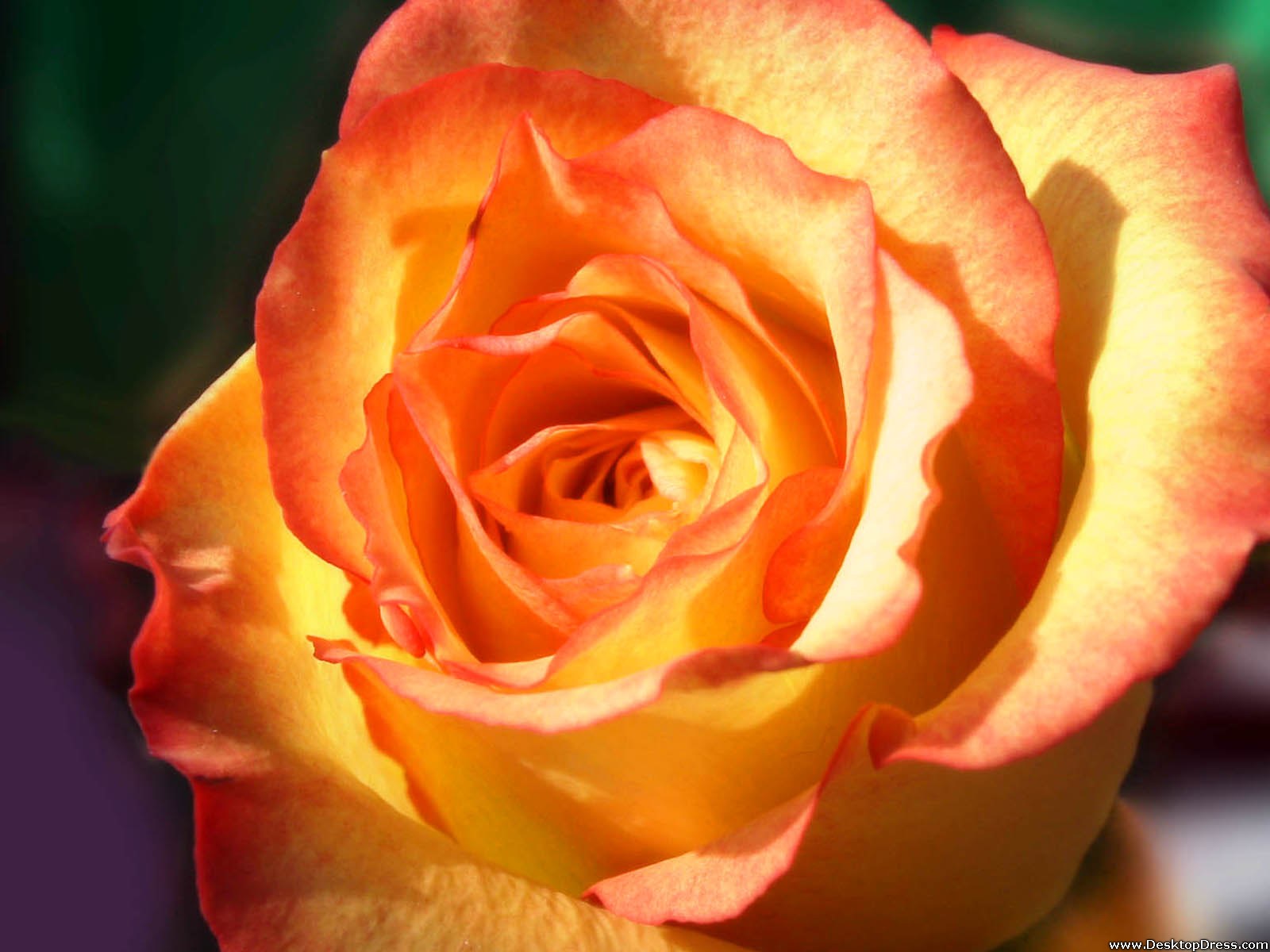 Orange Roses Desktop Wallpapers