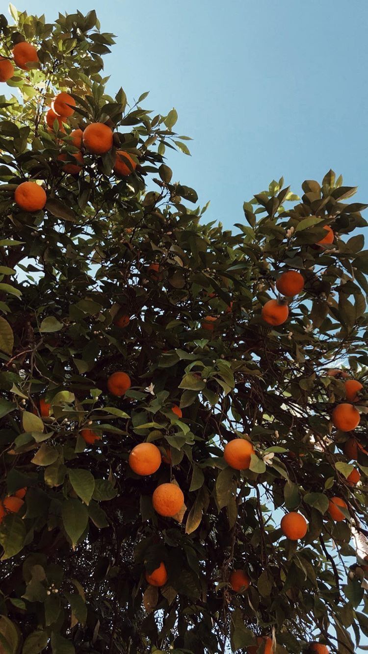 Orange Tree Wallpapers