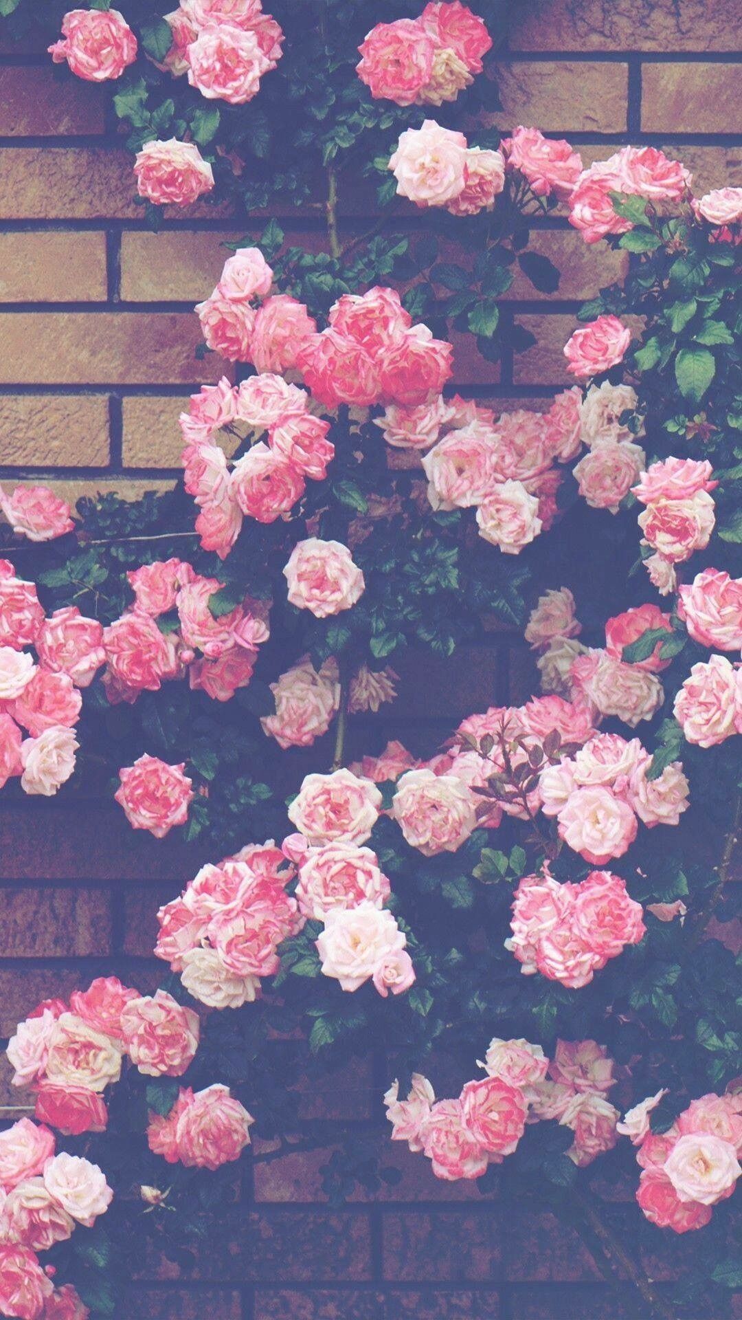 Pastel Aesthetic Rose Wallpapers