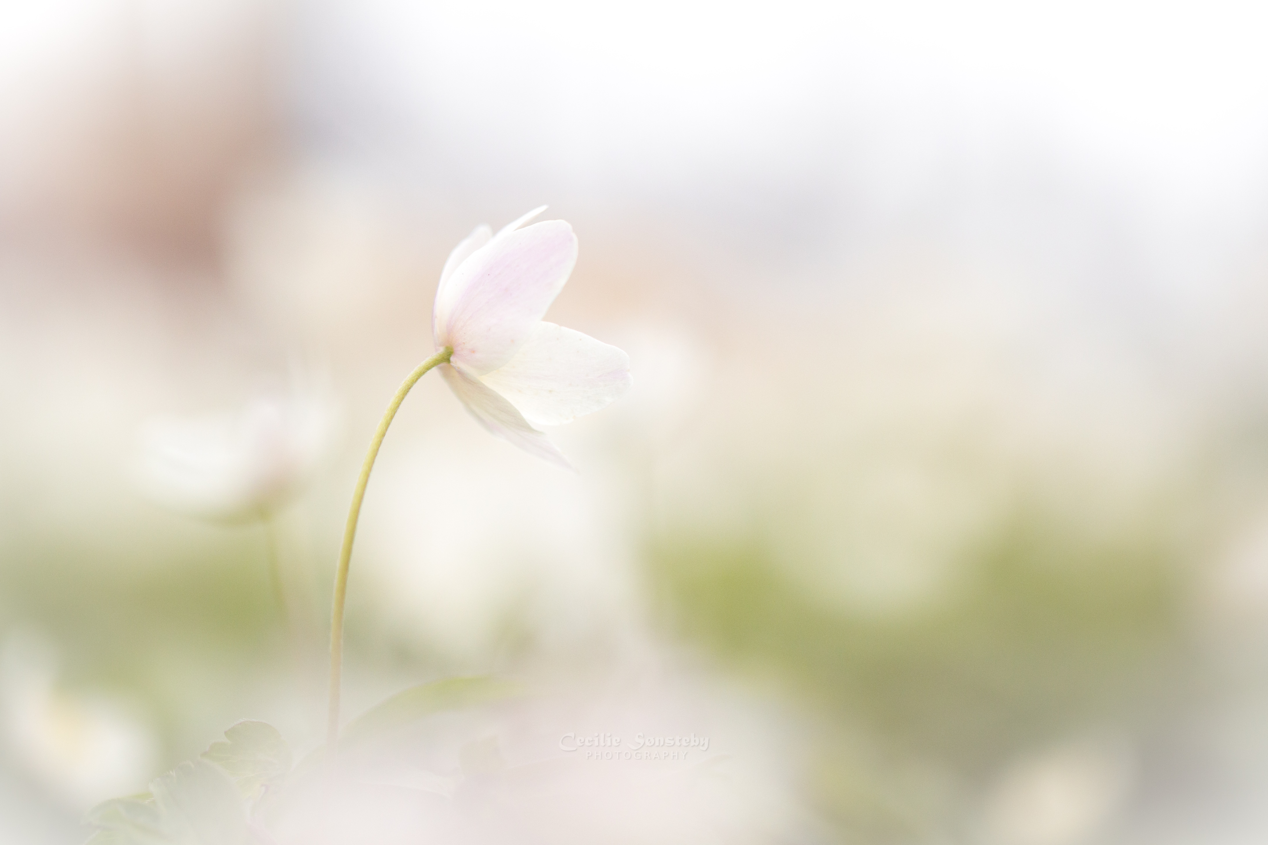 Pastel Bokeh Wallpapers