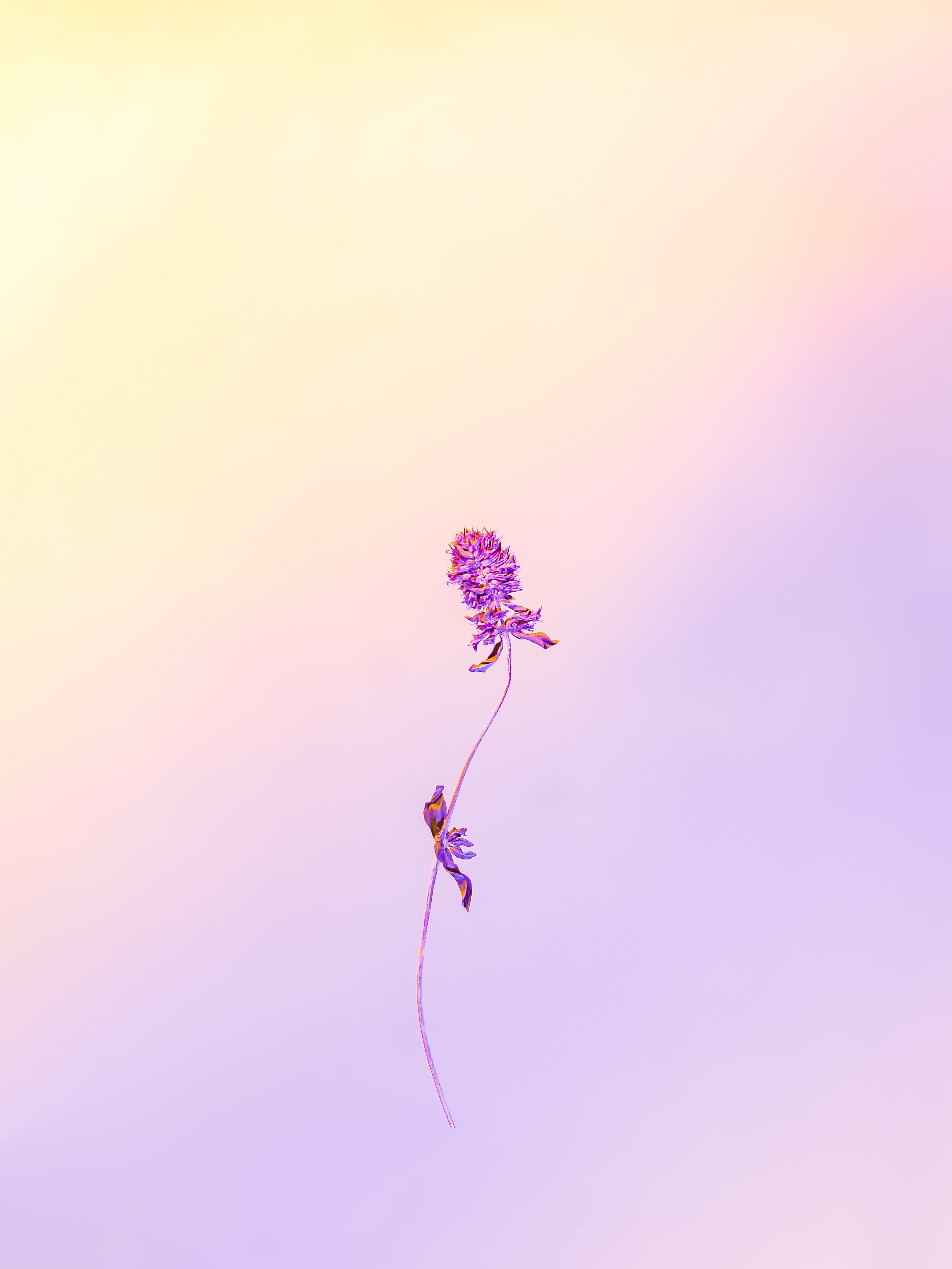 Pastel Floral Iphone Wallpapers