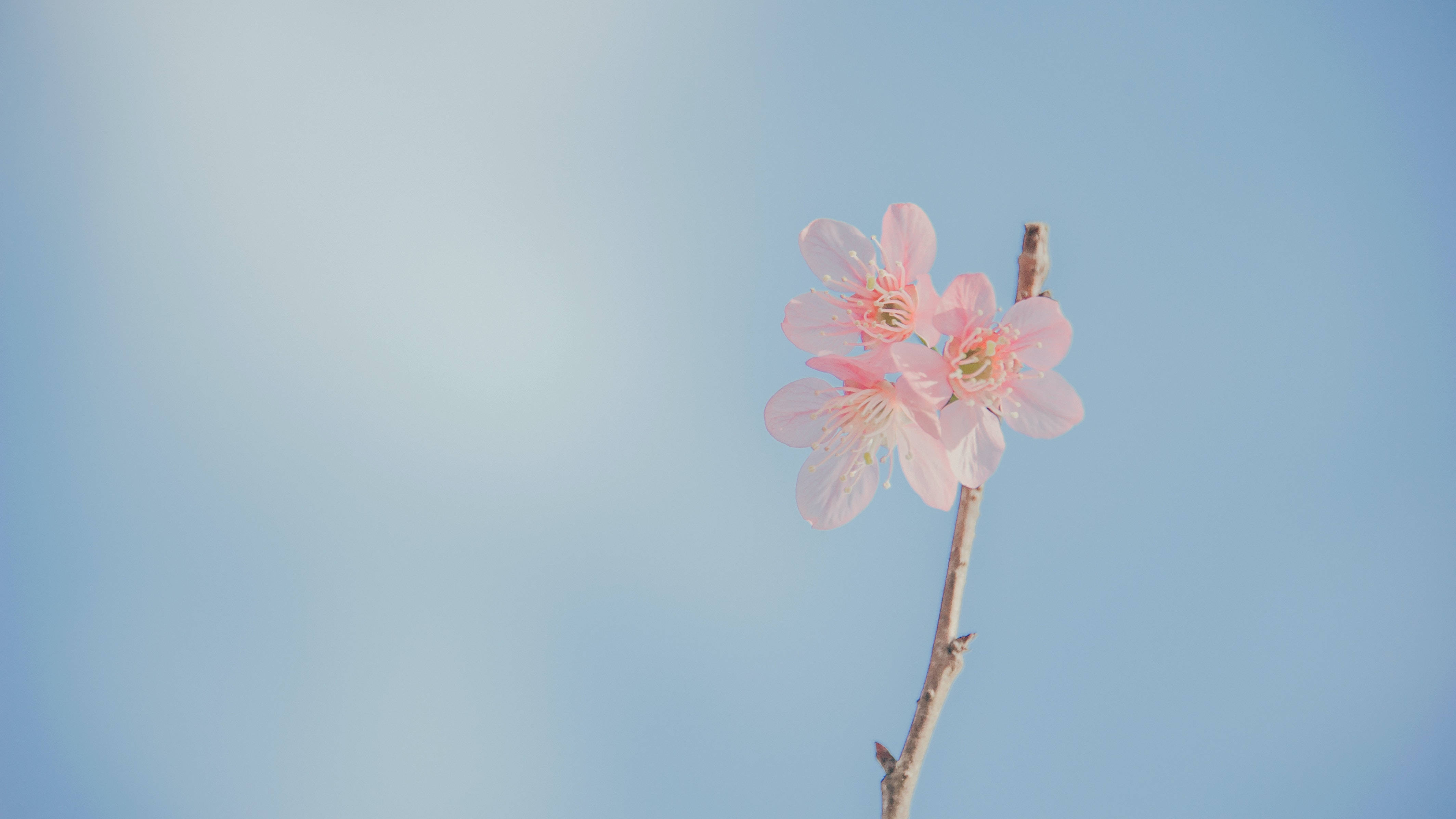 Pastel Flower Wallpapers