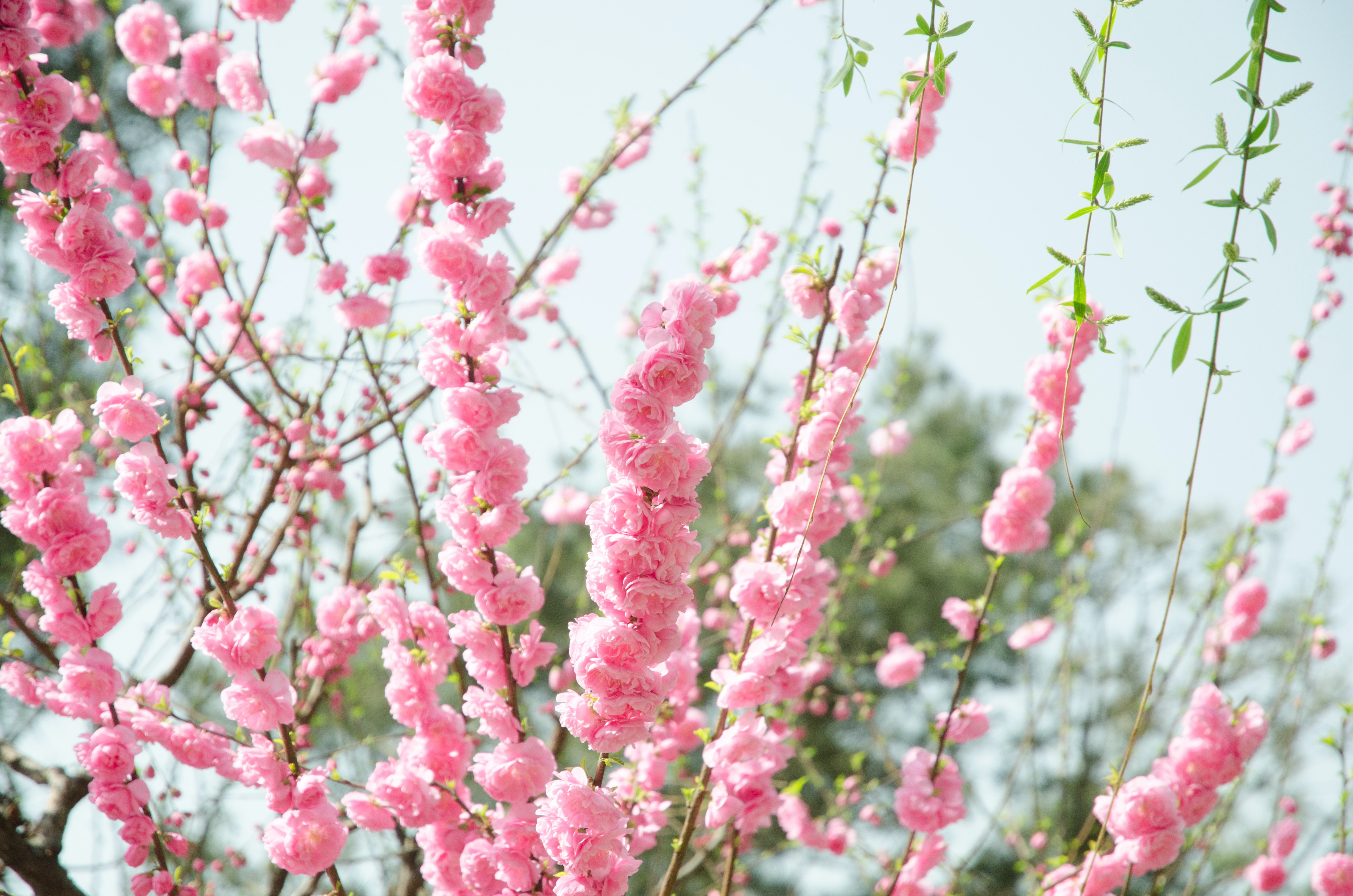 Pastel Pink Flower Desktop Wallpapers