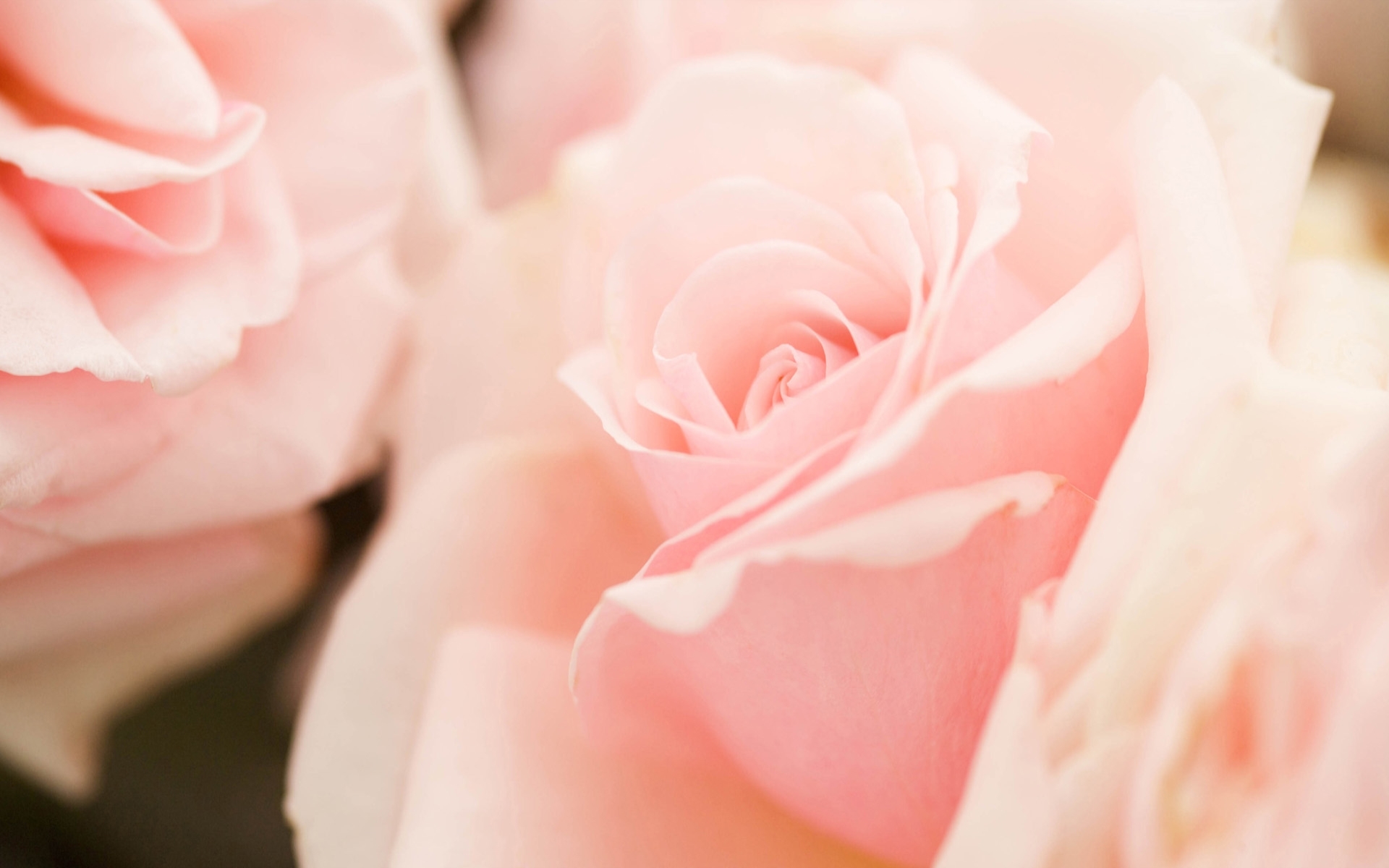 Pastel Pink Flower Desktop Wallpapers