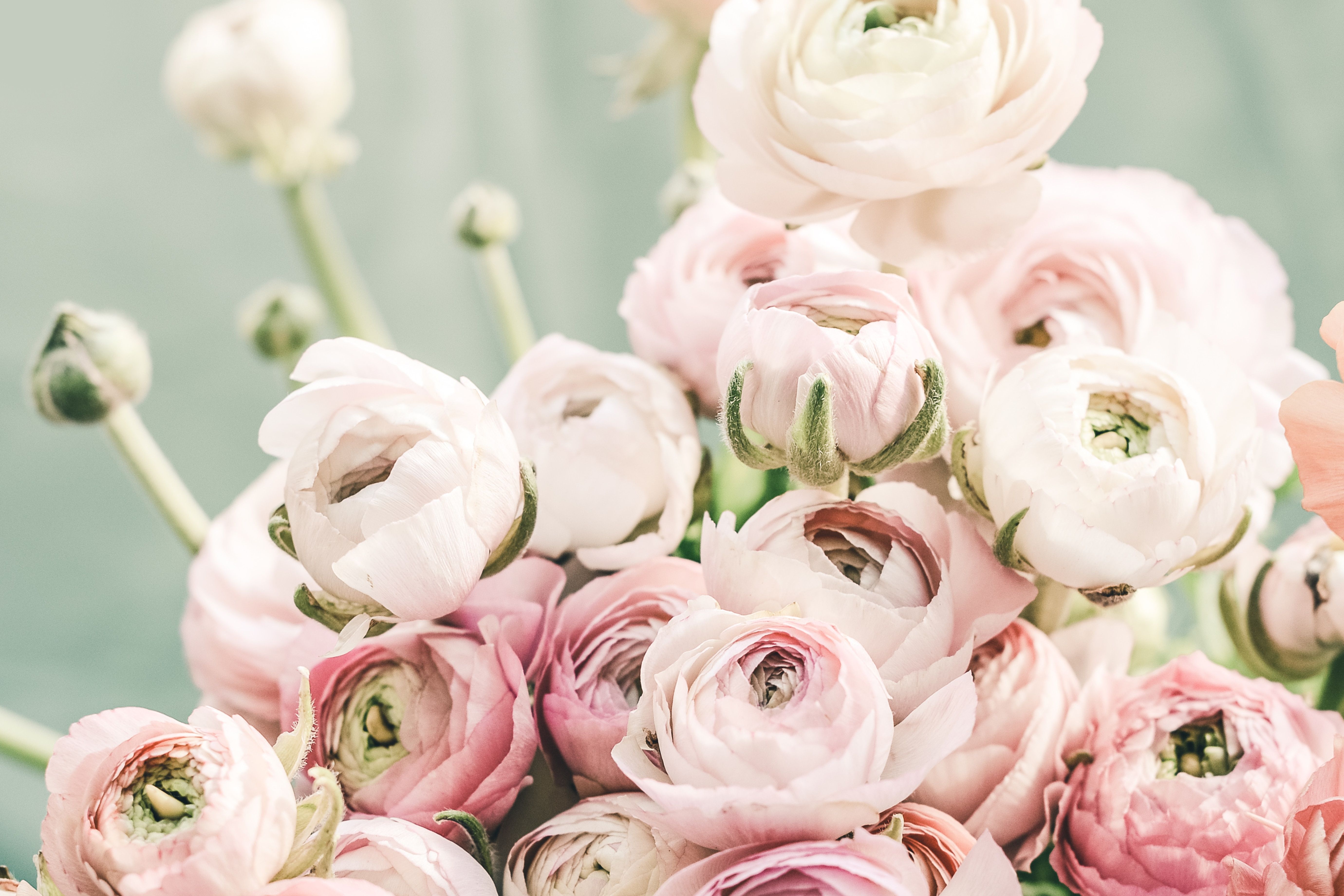 Pastel Pink Flower Desktop Wallpapers