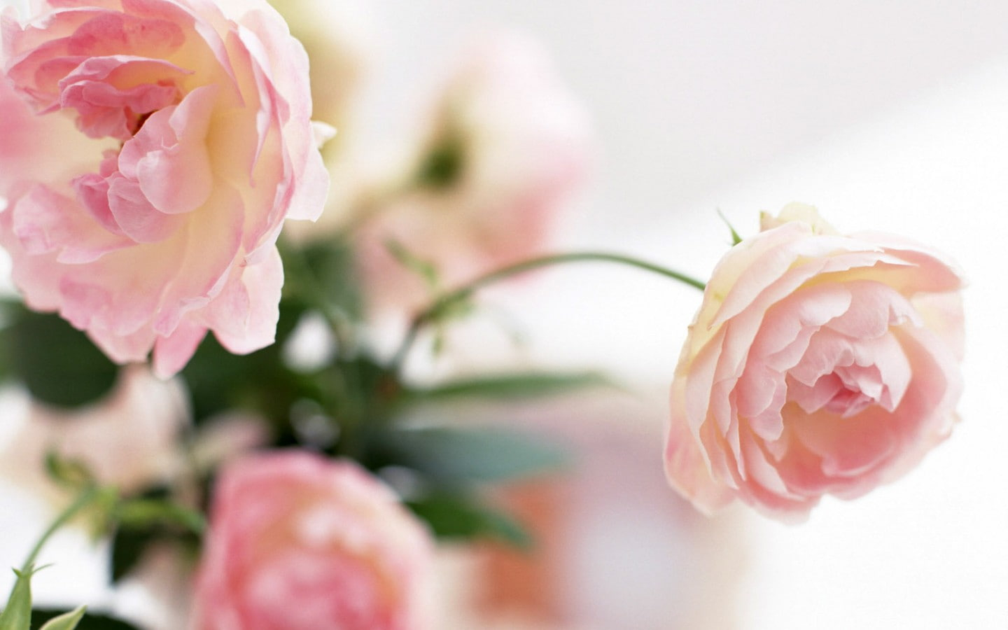 Pastel Pink Flower Desktop Wallpapers