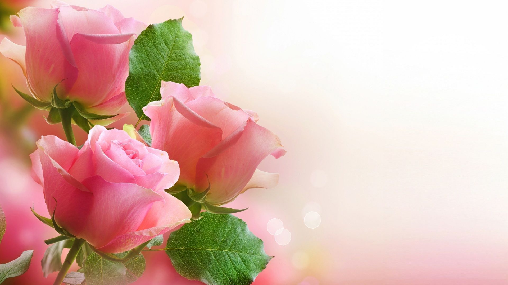 Pastel Pink Flower Desktop Wallpapers