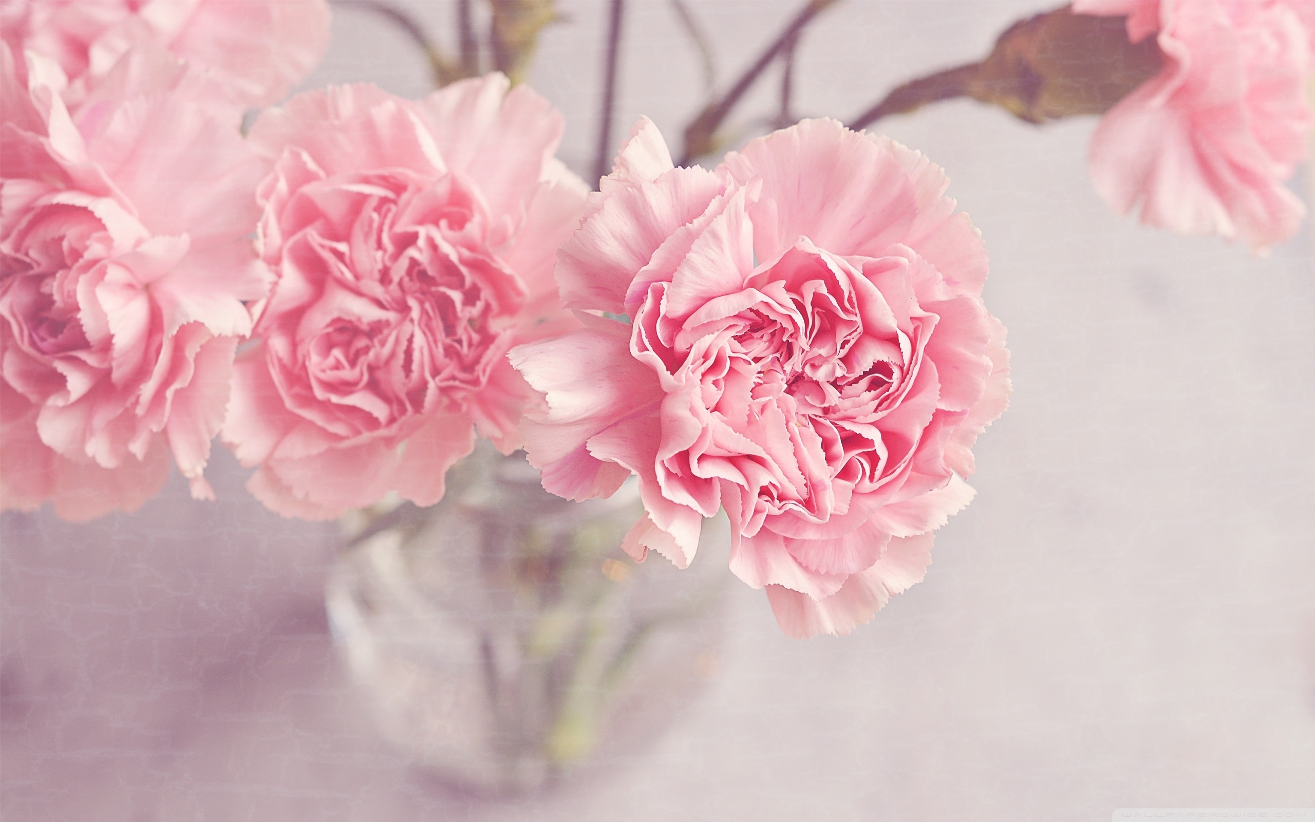 Pastel Pink Flower Desktop Wallpapers