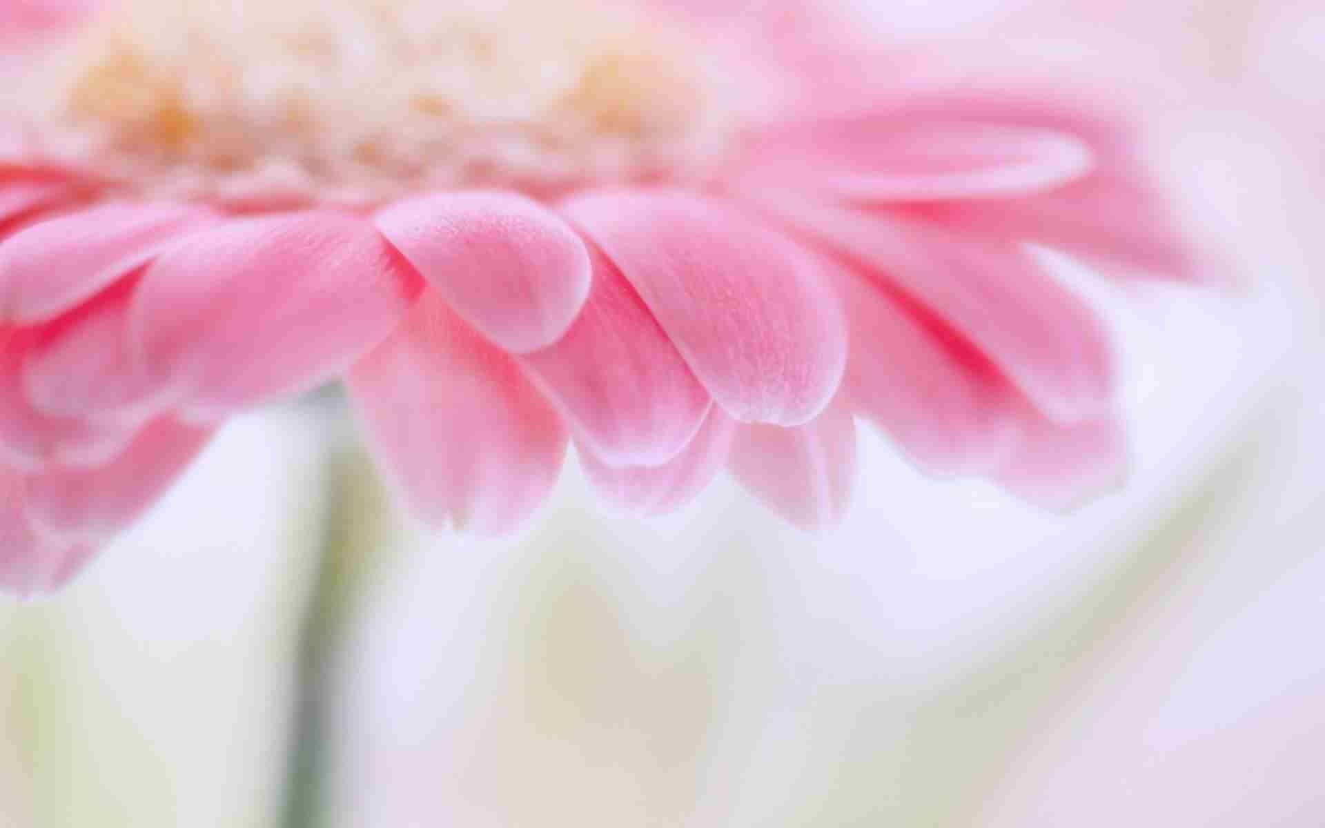 Pastel Pink Flower Desktop Wallpapers