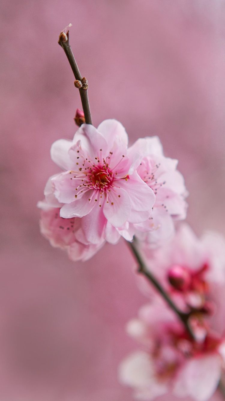 Pastel Pink Flower Desktop Wallpapers