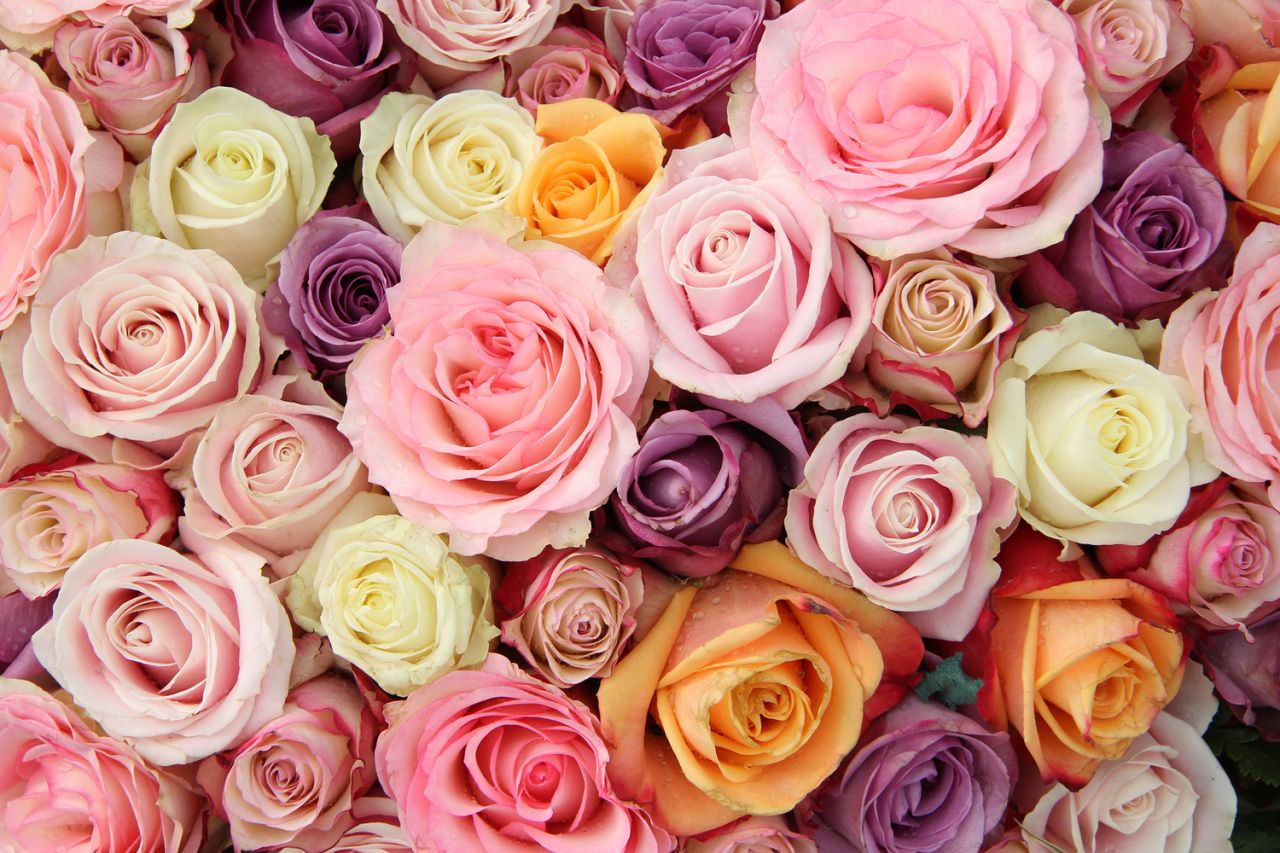 Pastel Roses Wallpapers