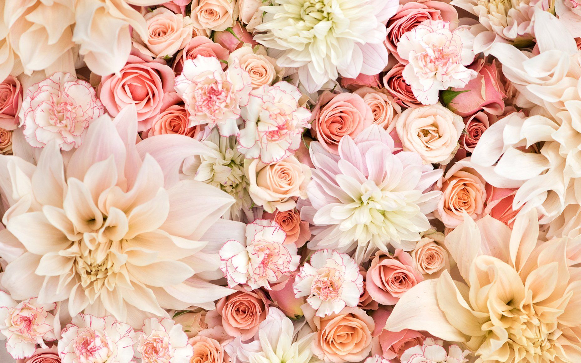 Pastel Roses Wallpapers