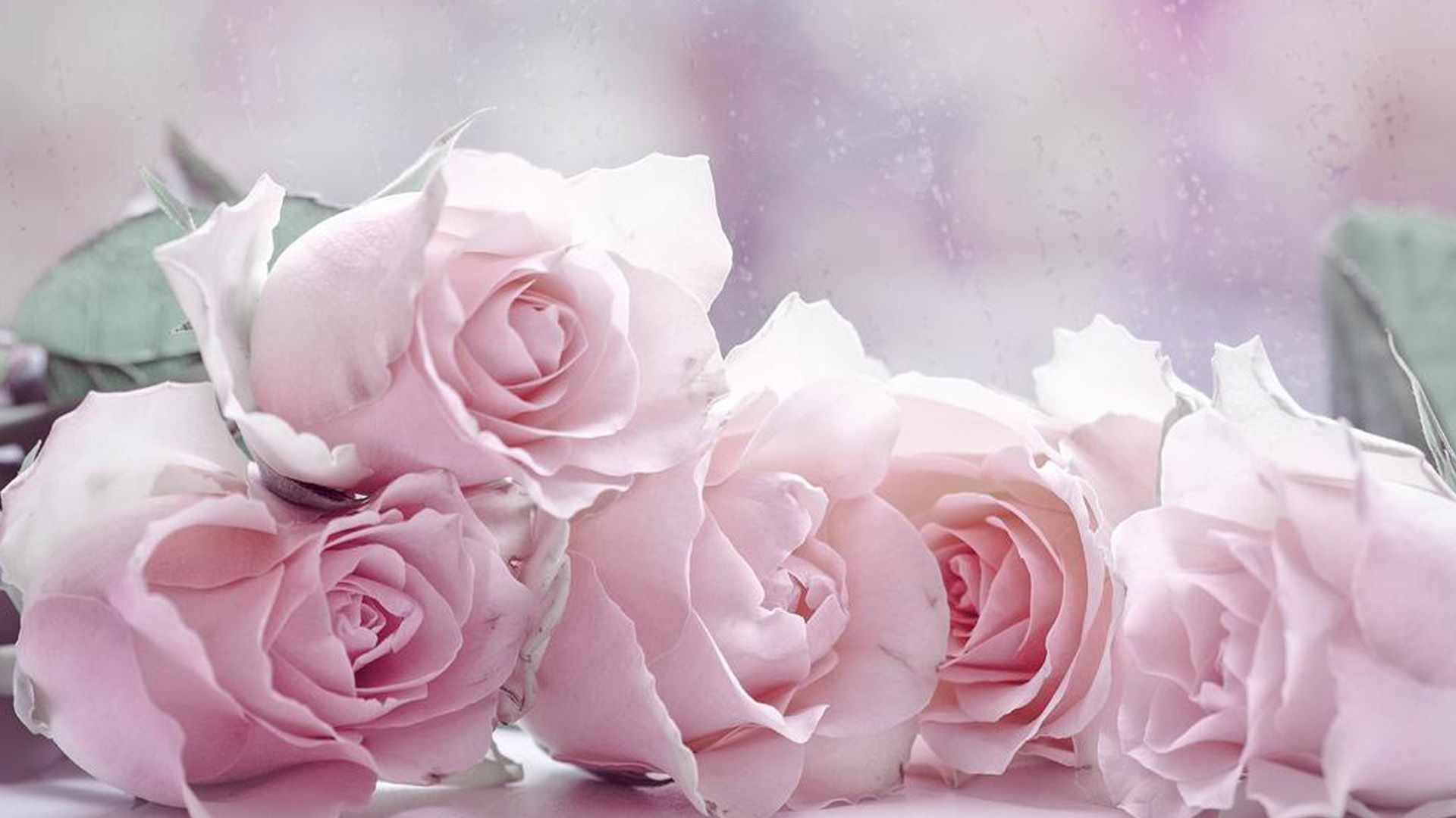 Pastel Roses Wallpapers