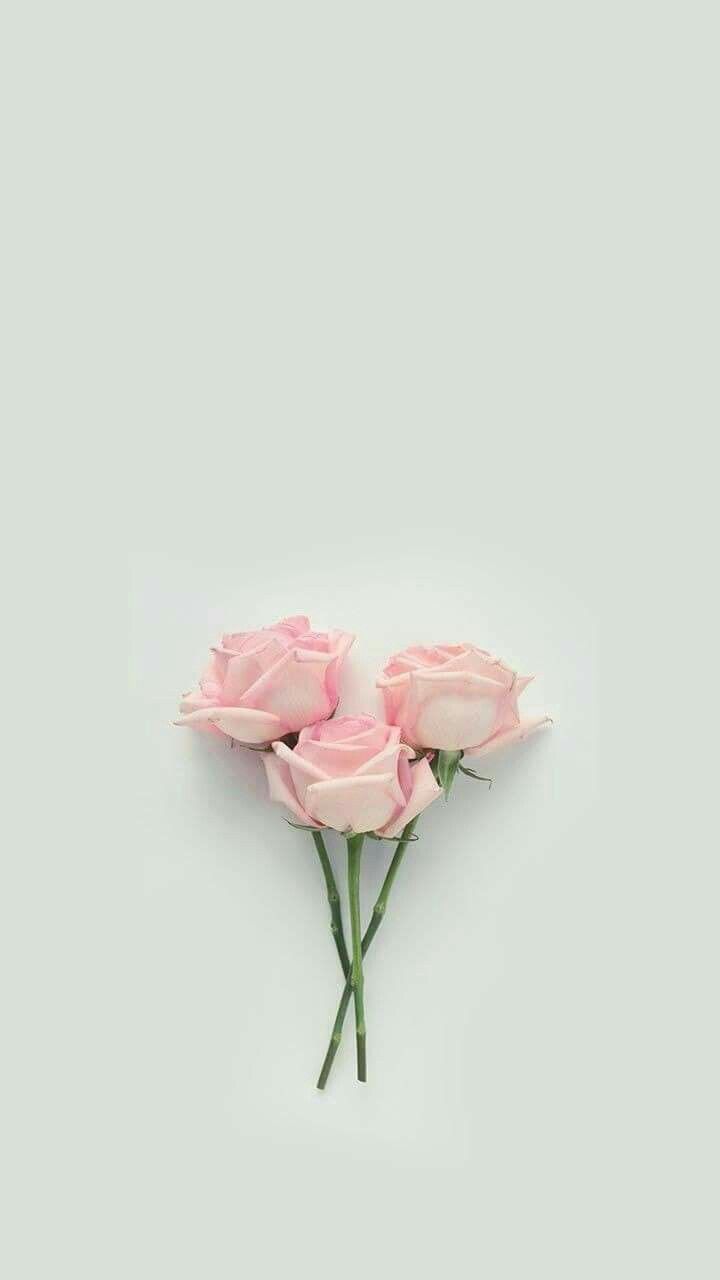 Pastel Roses Wallpapers