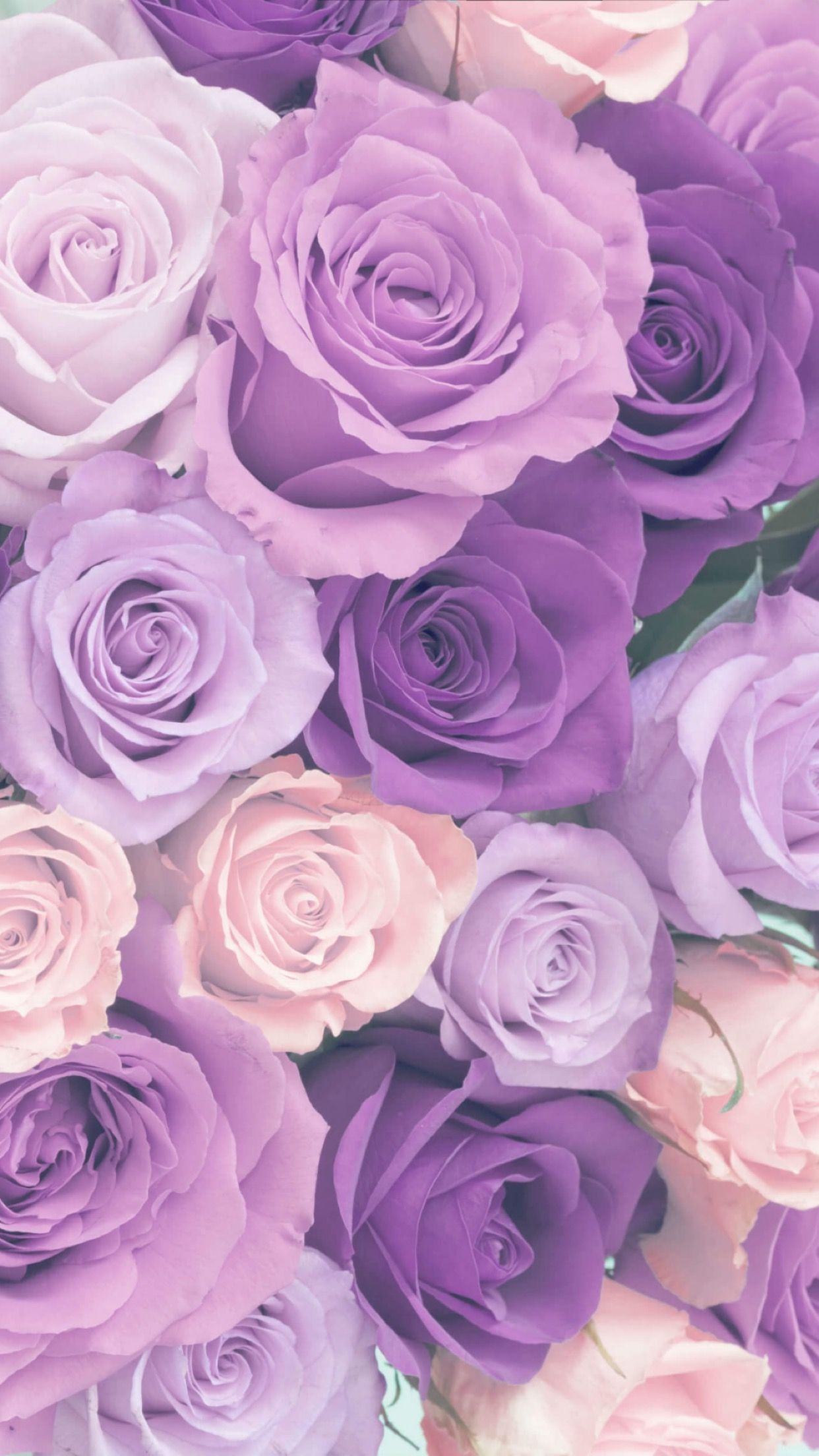 Pastel Roses Wallpapers