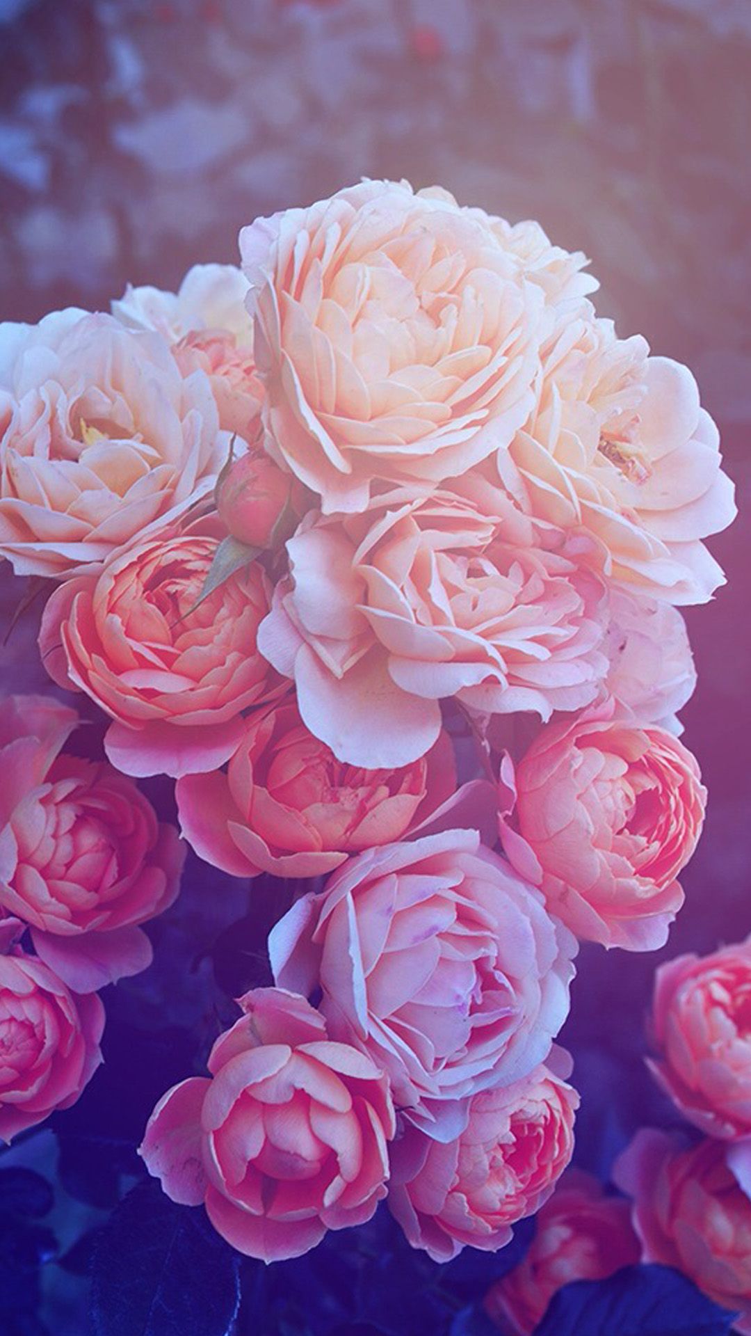 Pastel Roses Wallpapers