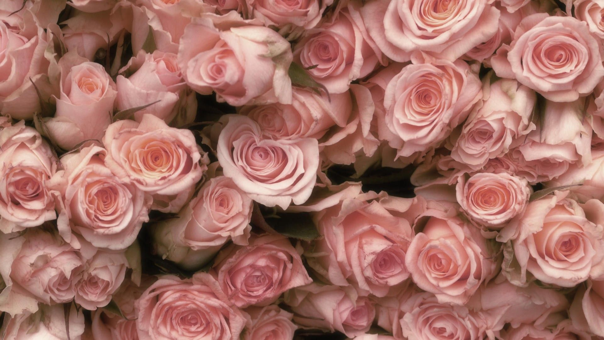 Pastel Roses Wallpapers