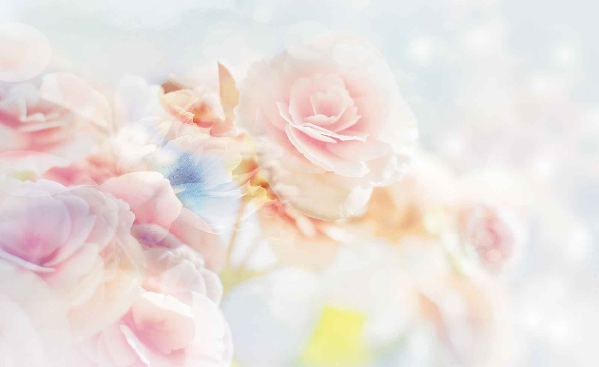 Pastel Roses Wallpapers