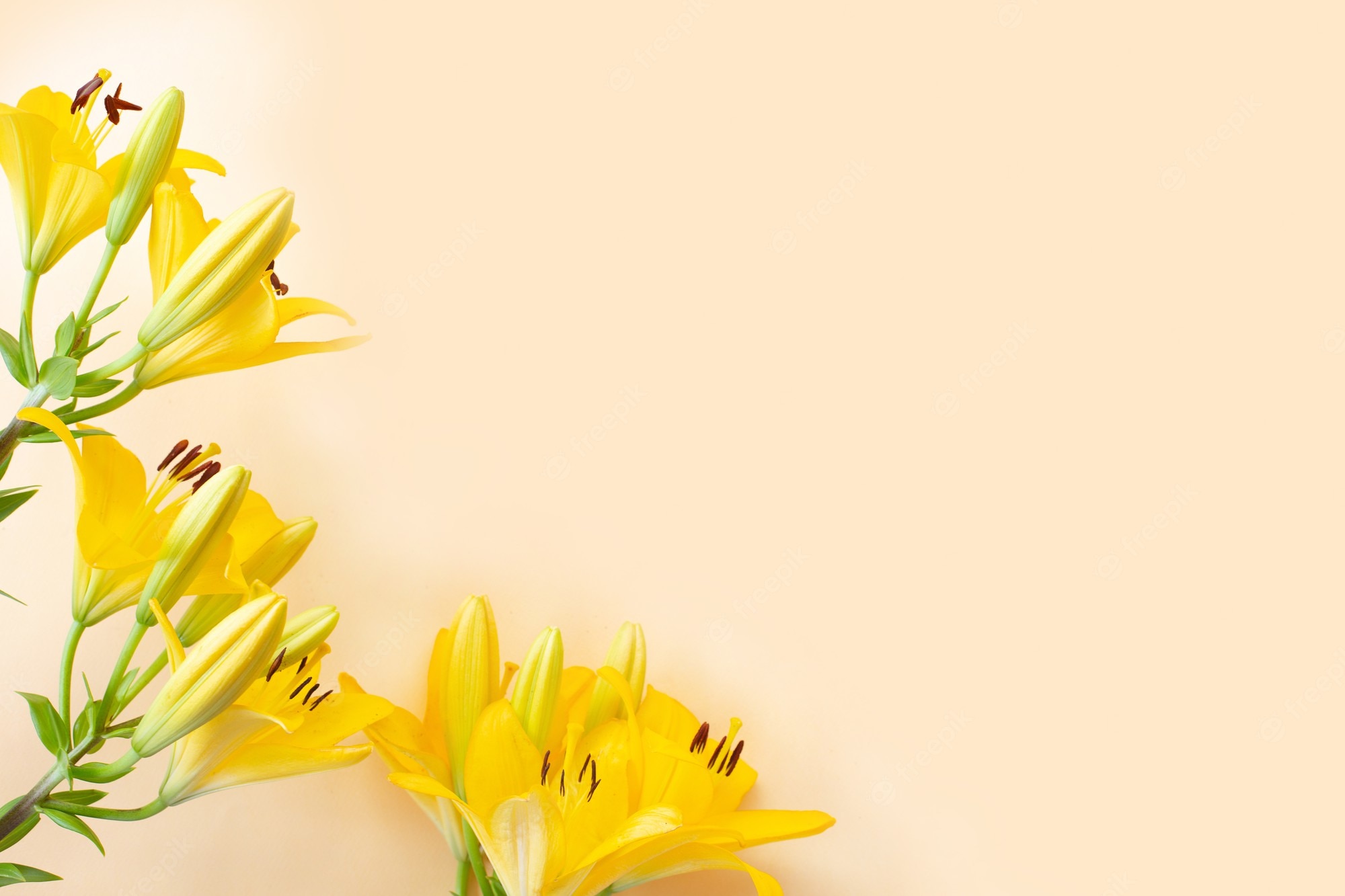 Pastel Yellow Floral Wallpapers