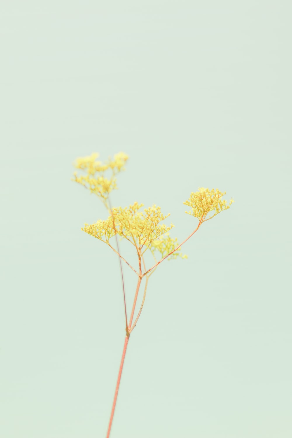 Pastel Yellow Phone Wallpapers