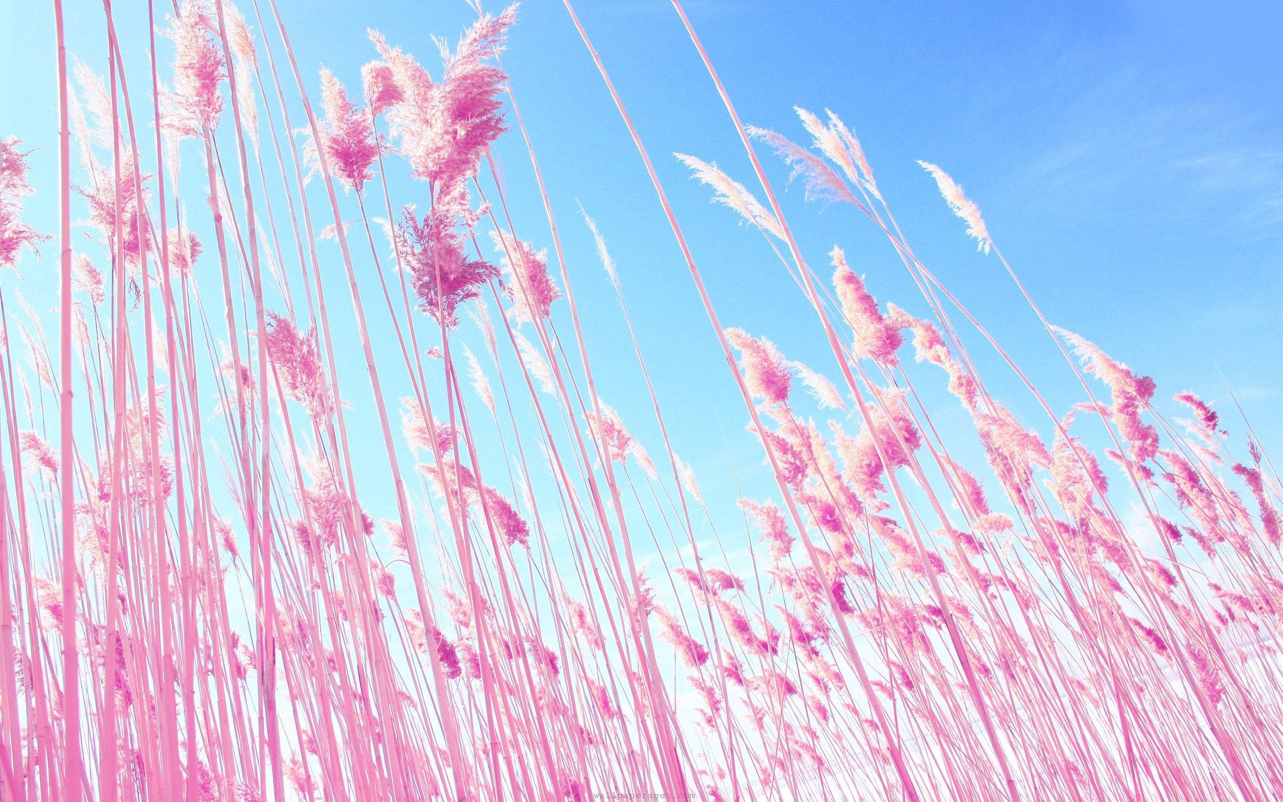 Pink And Blue Sky Wallpapers