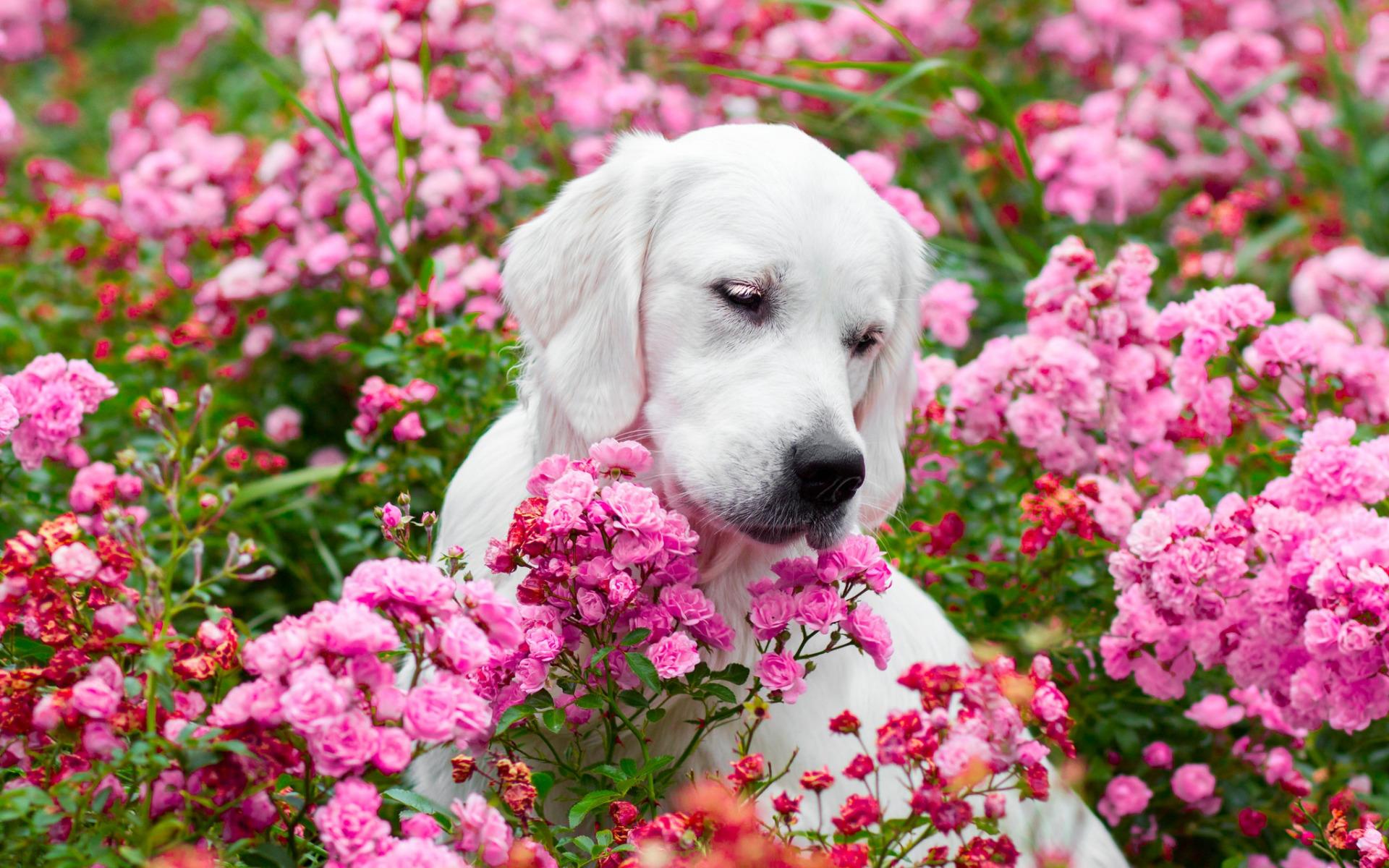 Pink And White Dogs Wallpapers