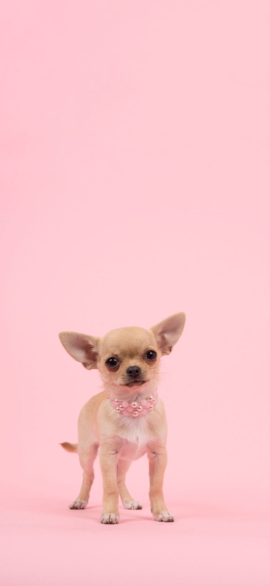 Pink And White Dogs Wallpapers