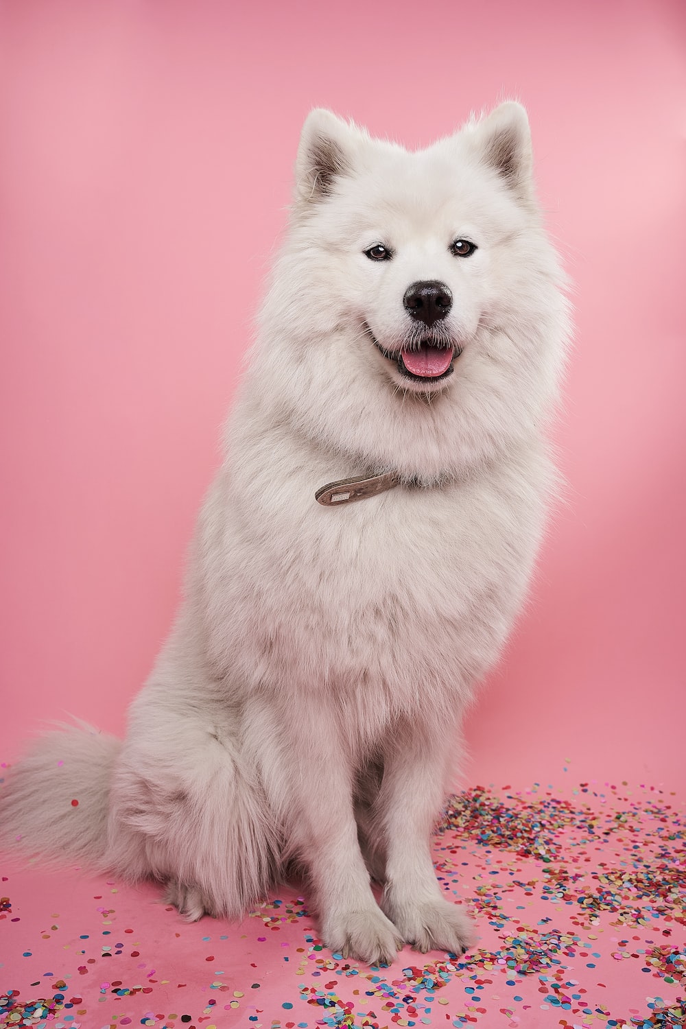 Pink And White Dogs Wallpapers