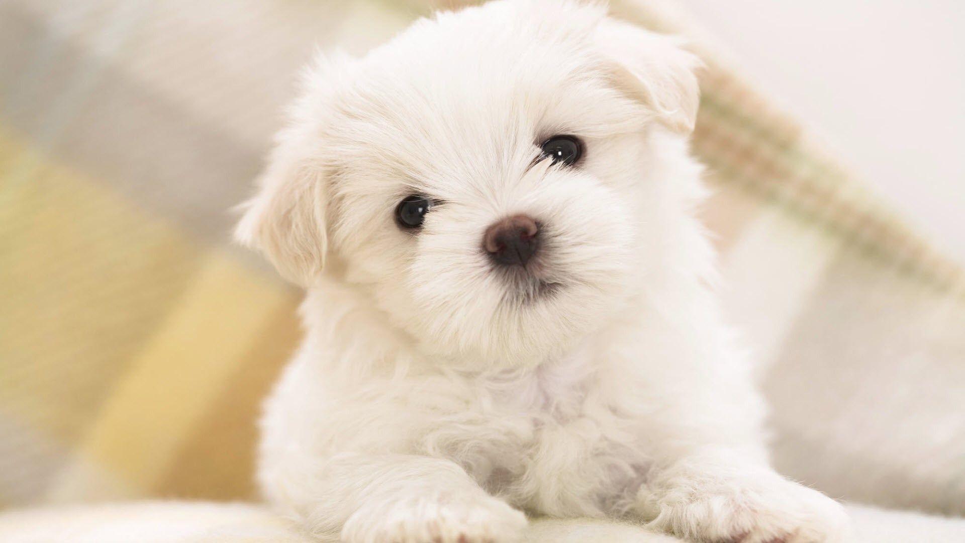 Pink And White Dogs Wallpapers