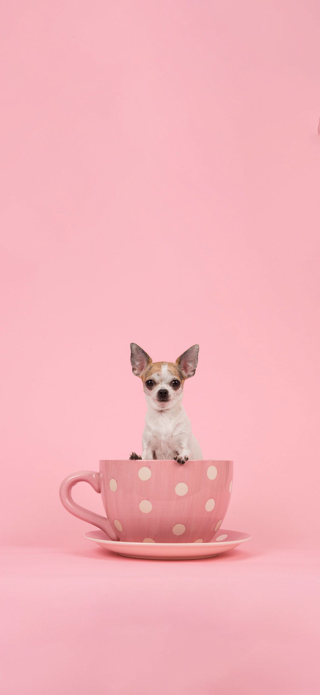 Pink And White Dogs Wallpapers