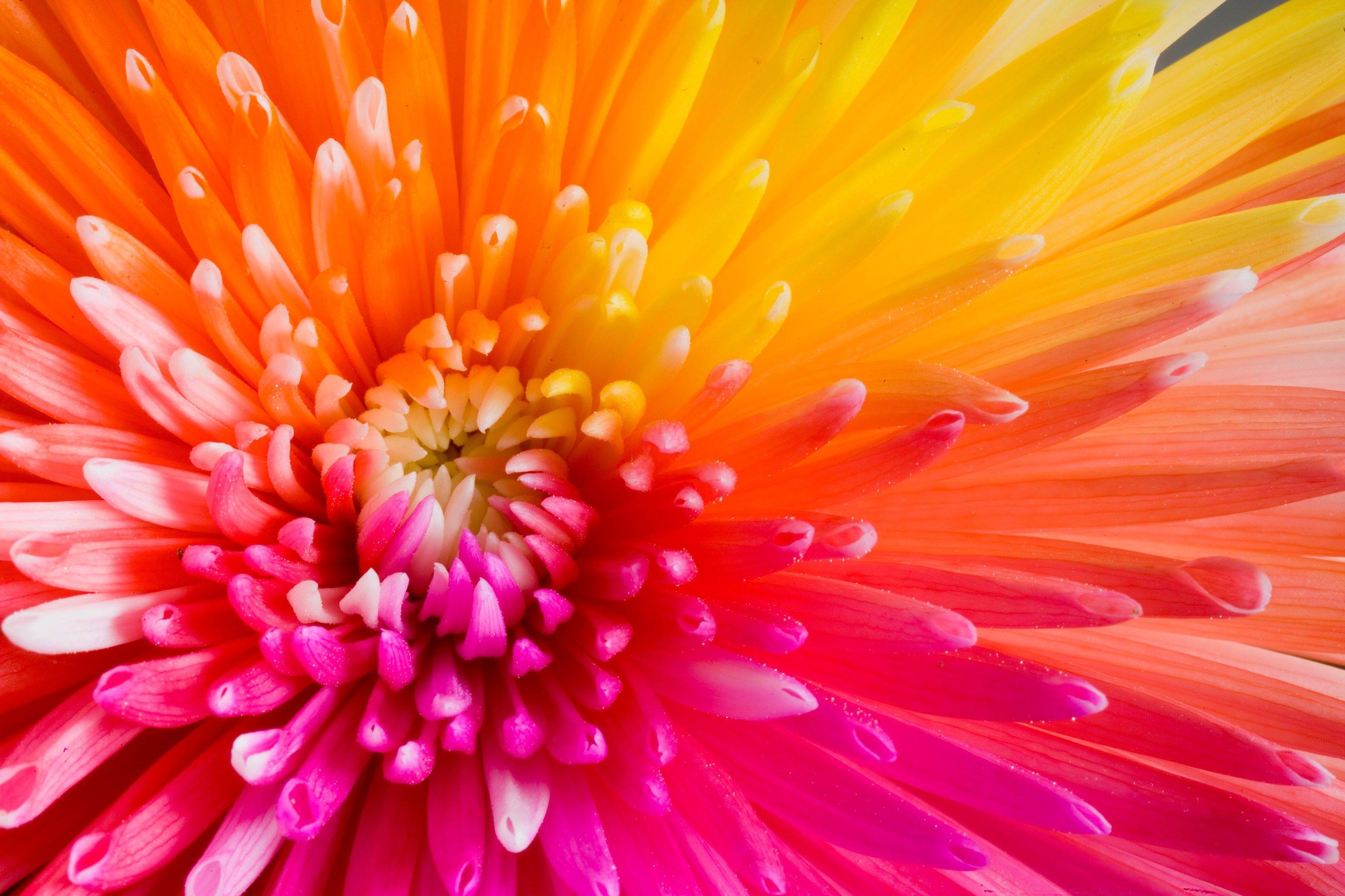 Pink And Yellow Flowers Wallpapers