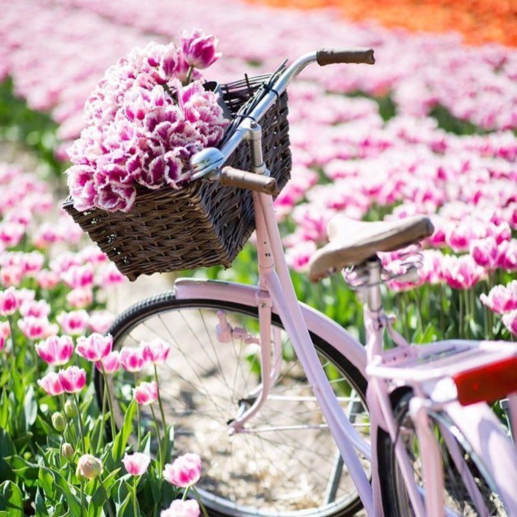 Pink Bike Wallpapers