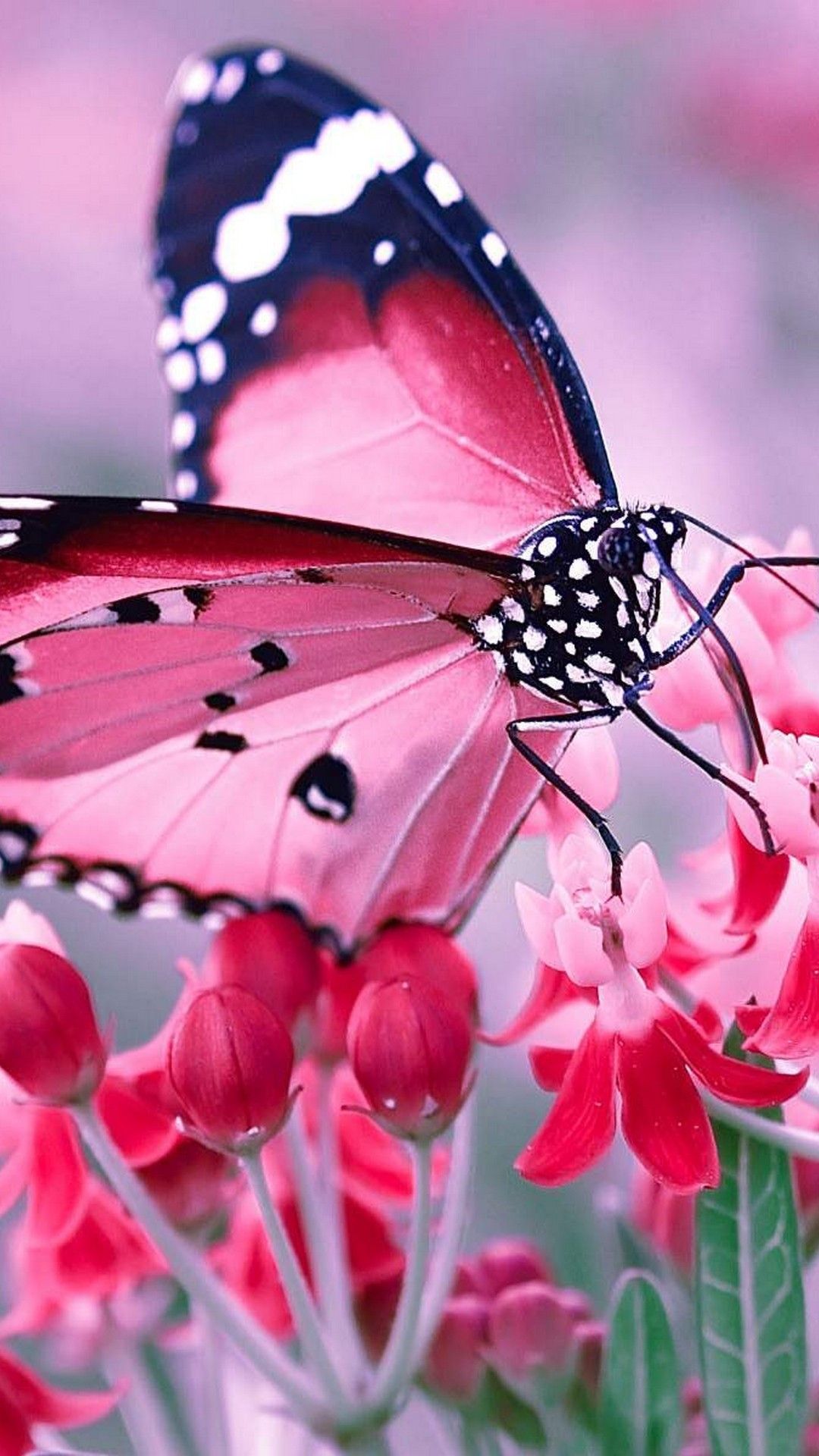 Pink Butterfly Wallpapers