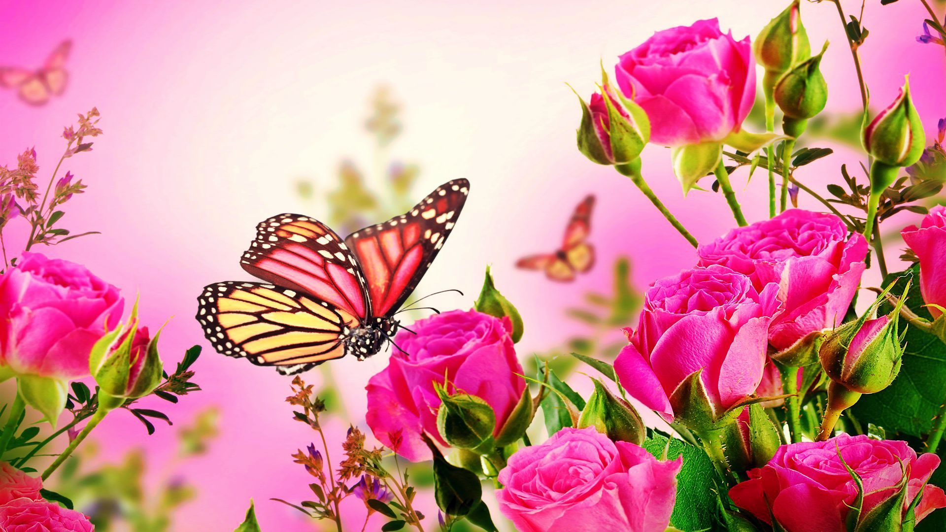 Pink Butterfly Wallpapers