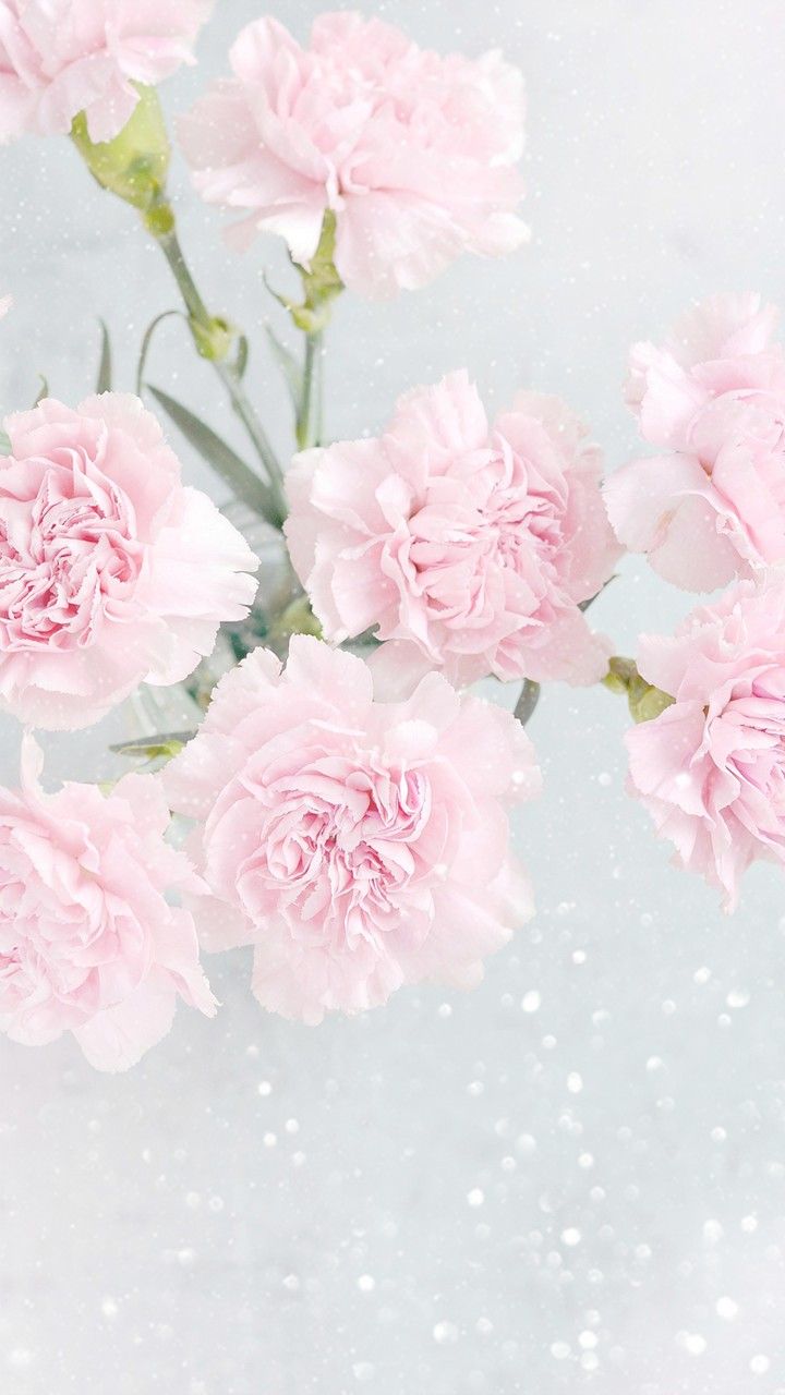 Pink Carnation Wallpapers