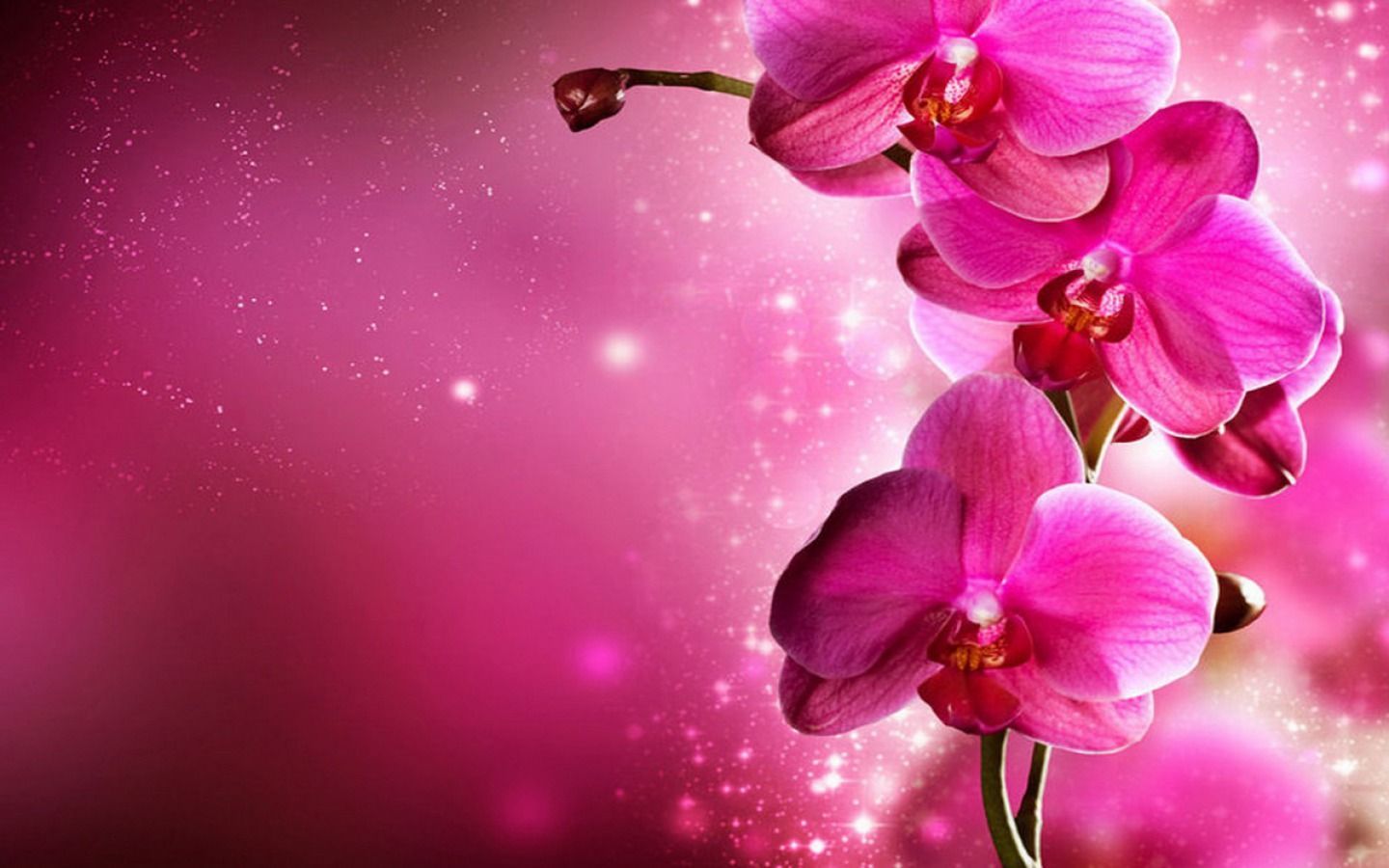 Pink Design Wallpapers