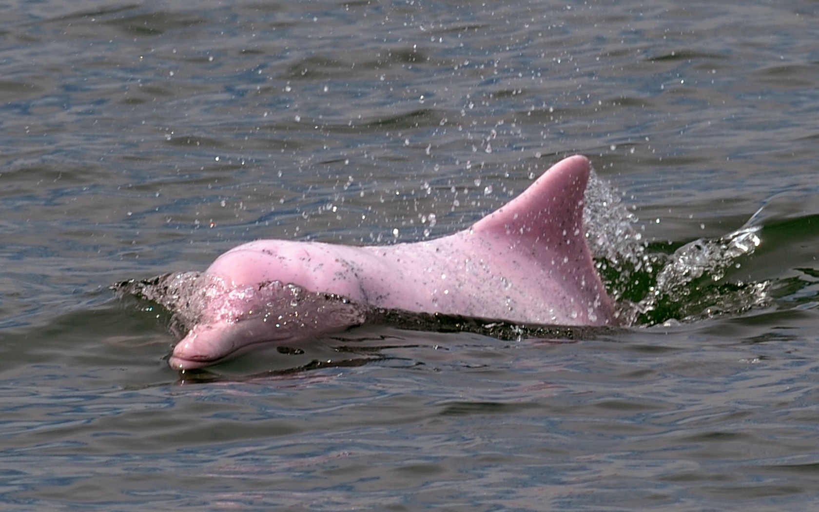 Pink Dolphin Logo Wallpapers