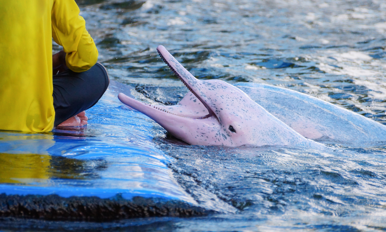 Pink Dolphin Logo Wallpapers