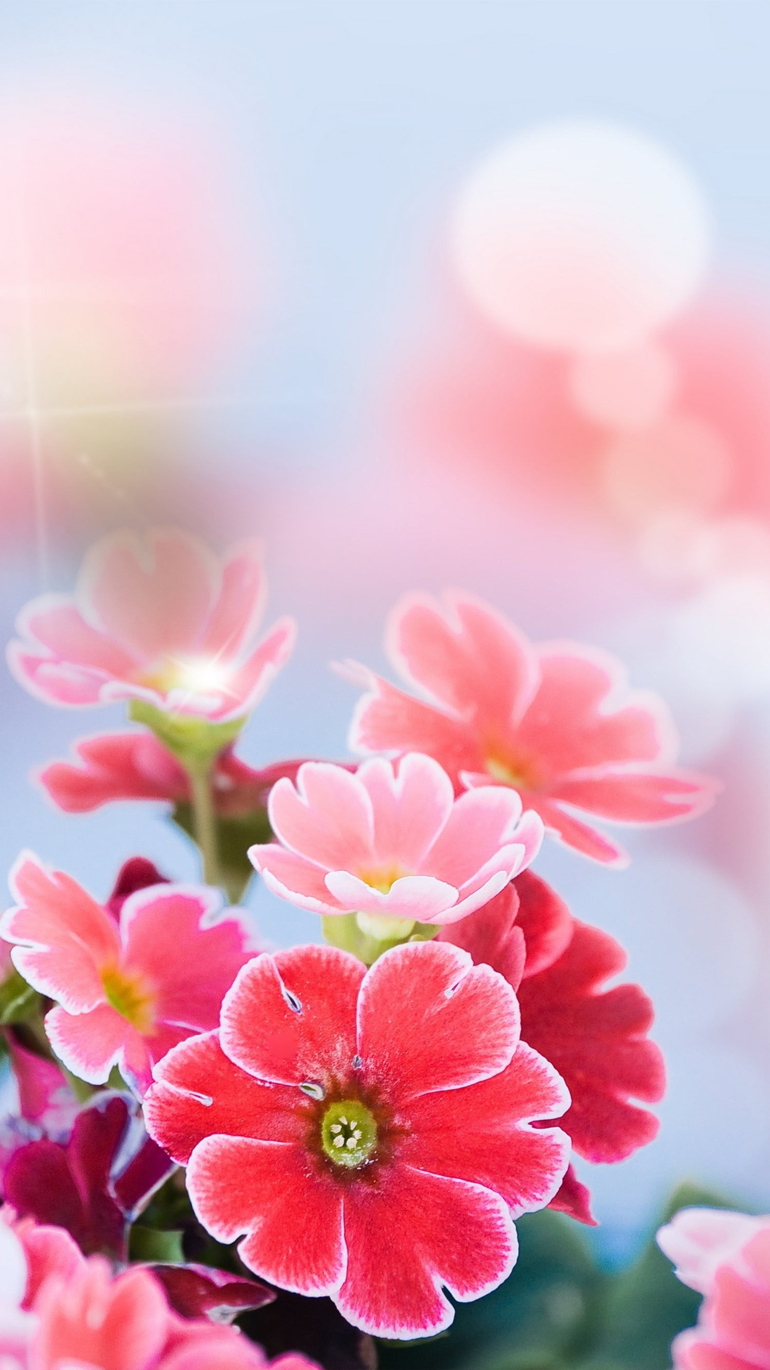 Pink Flower Iphone Wallpapers