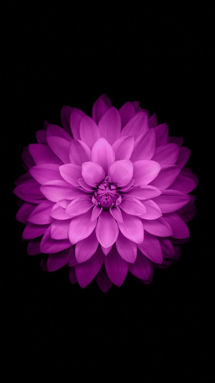 Pink Flower Iphone Wallpapers