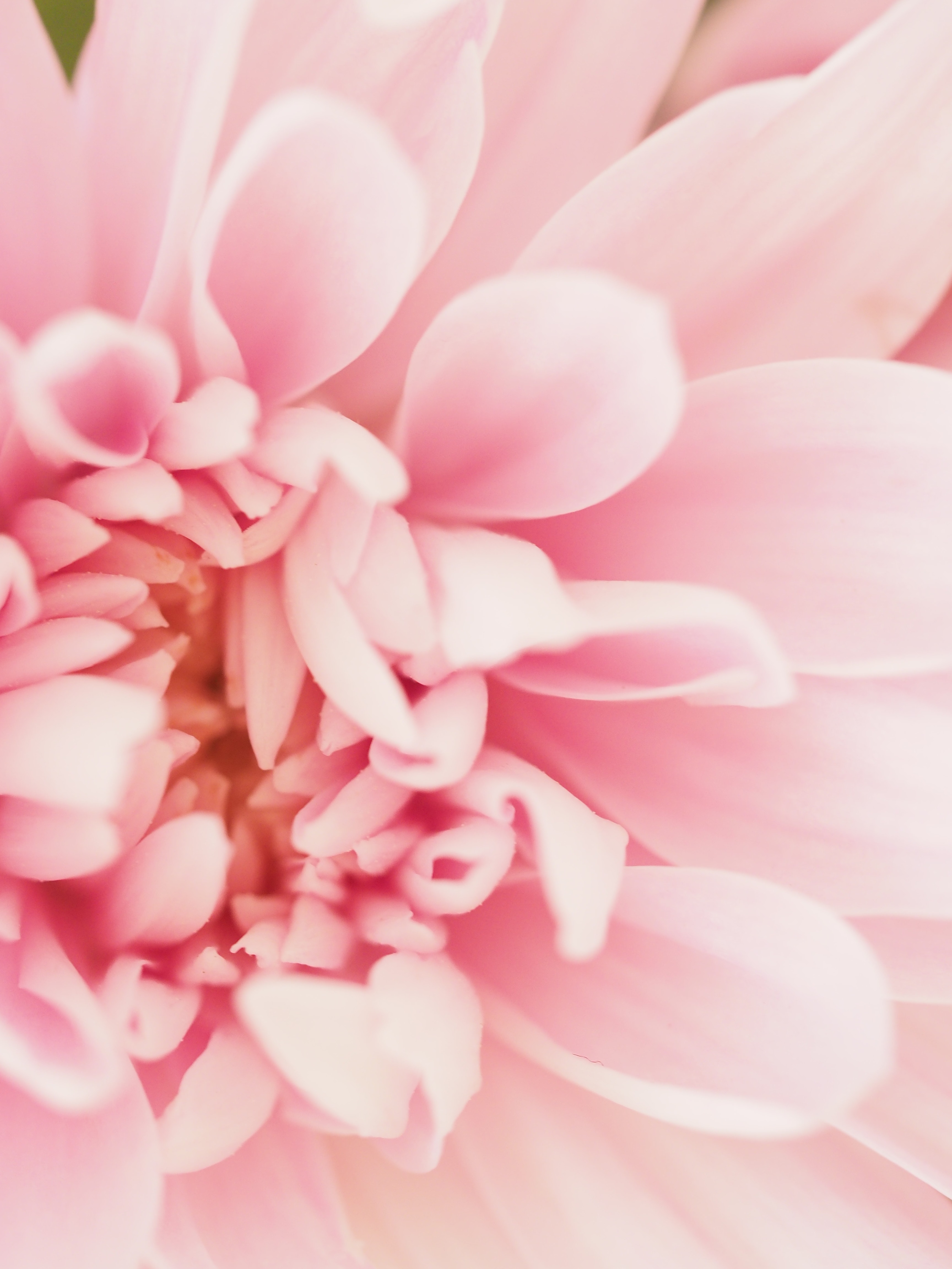 Pink Flower Iphone Wallpapers