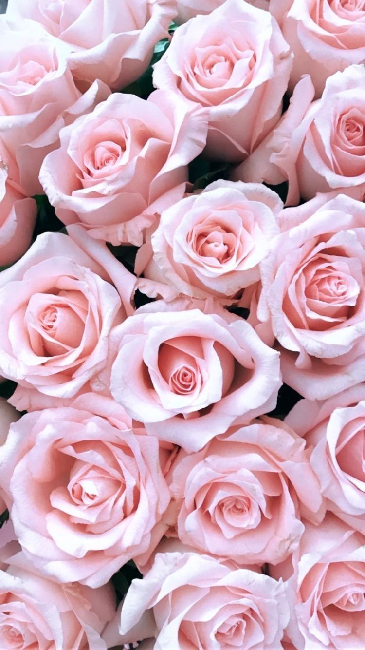 Pink Flowers Aesthetic Wallpapers