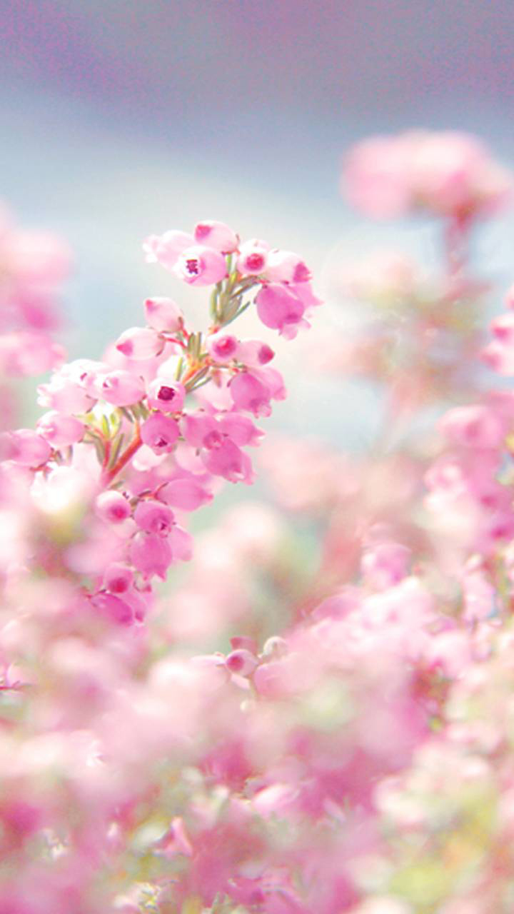 Pink Flowers Aesthetic Wallpapers