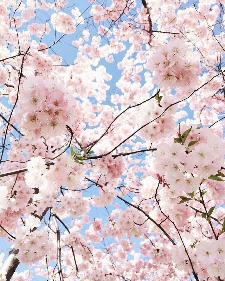 Pink Flowers Aesthetic Wallpapers