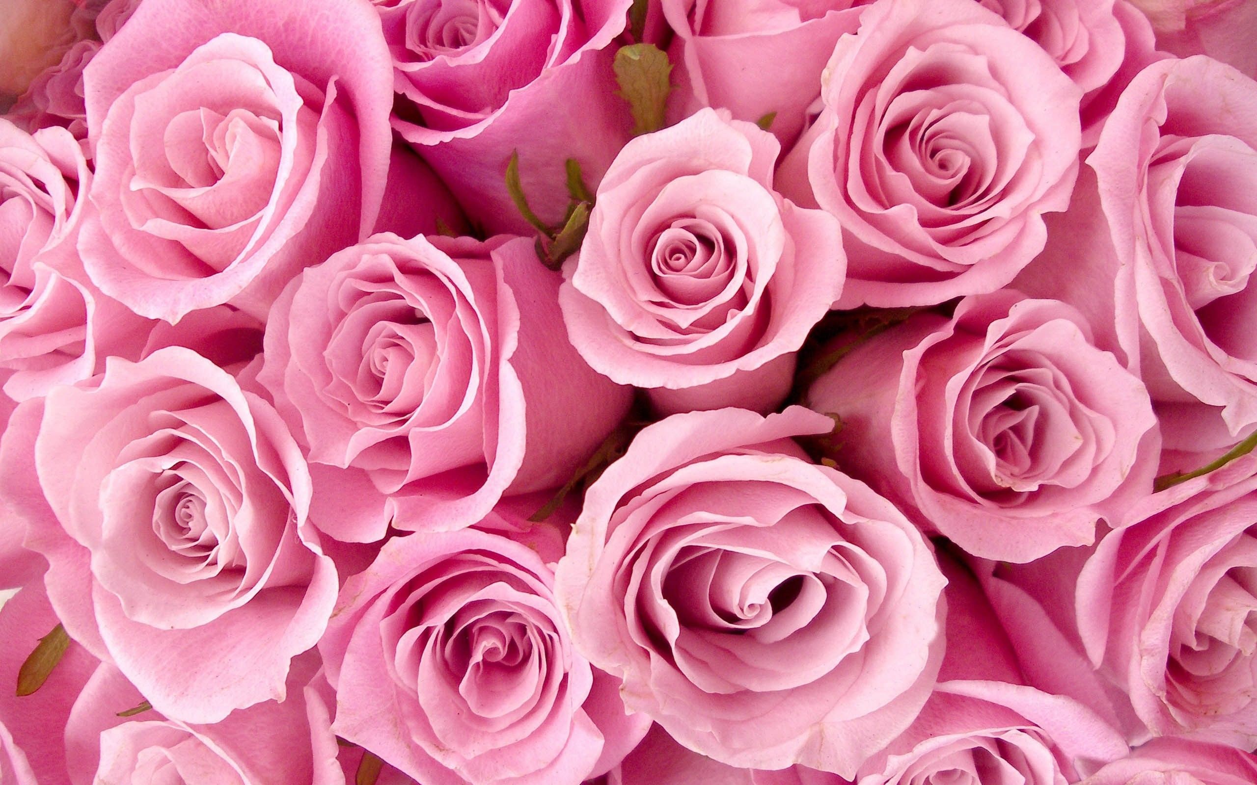 Pink Flowers Aesthetic Wallpapers