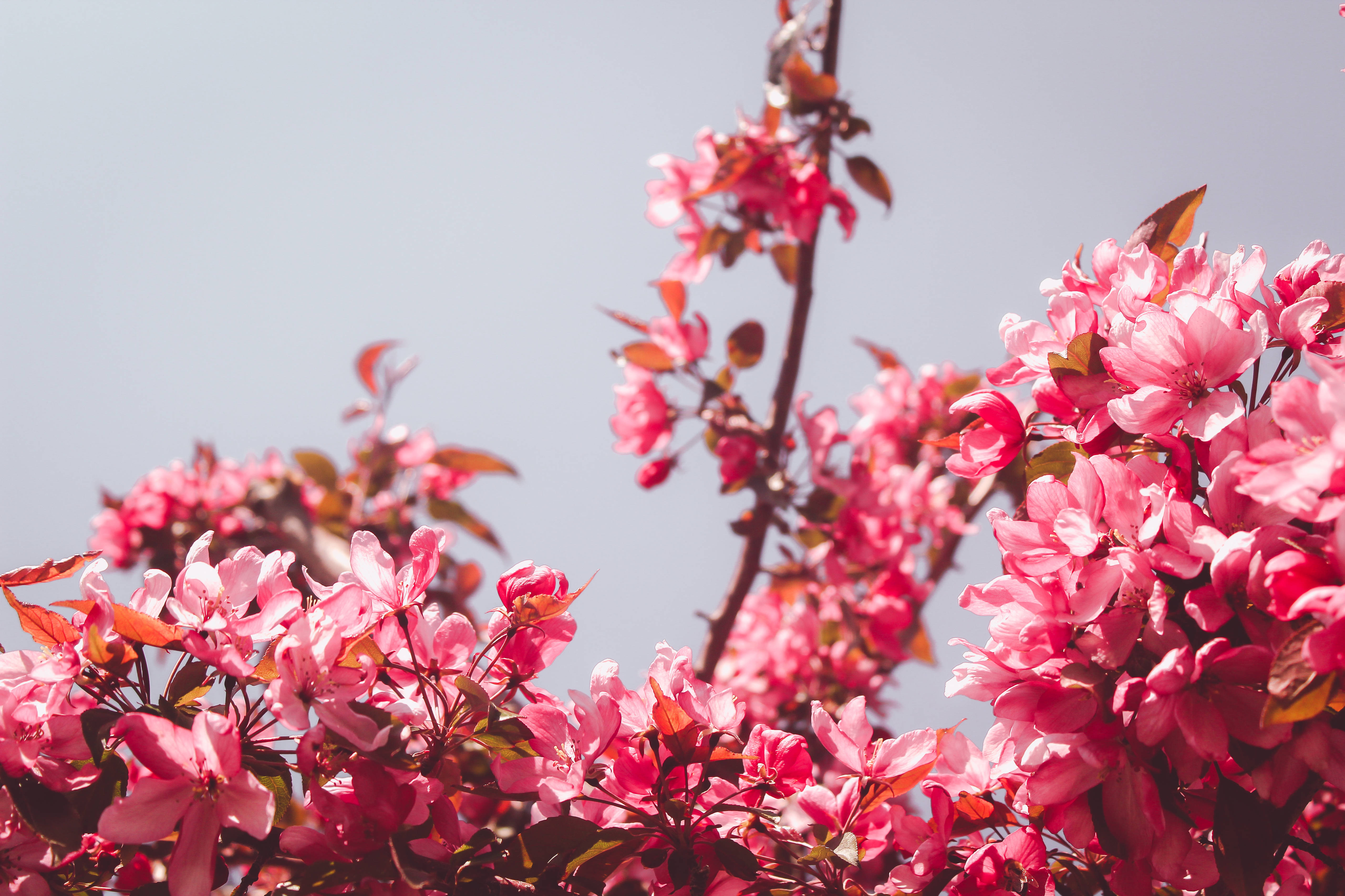 Pink Flowers Aesthetic Wallpapers