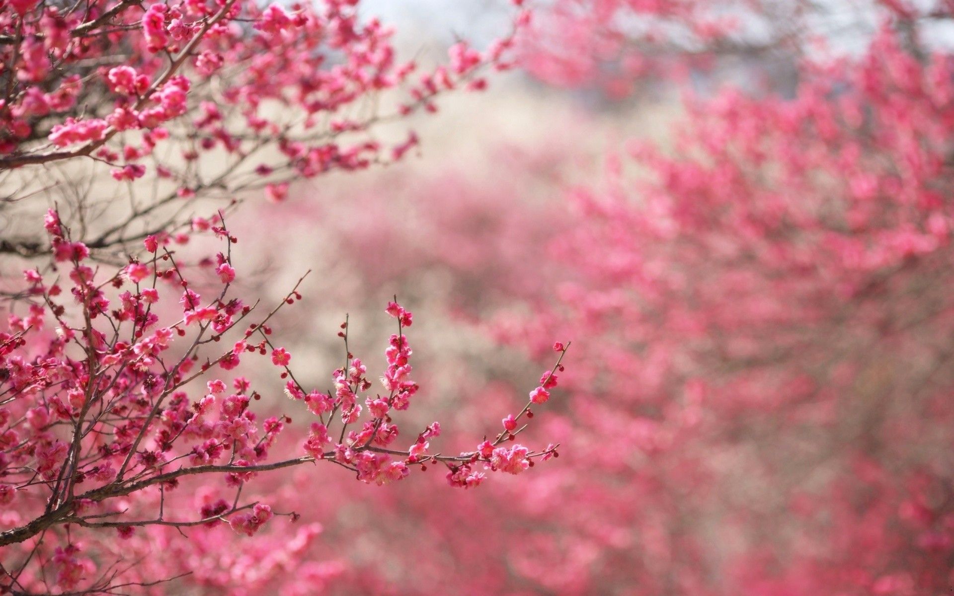 Pink Flowers Hd Wallpapers